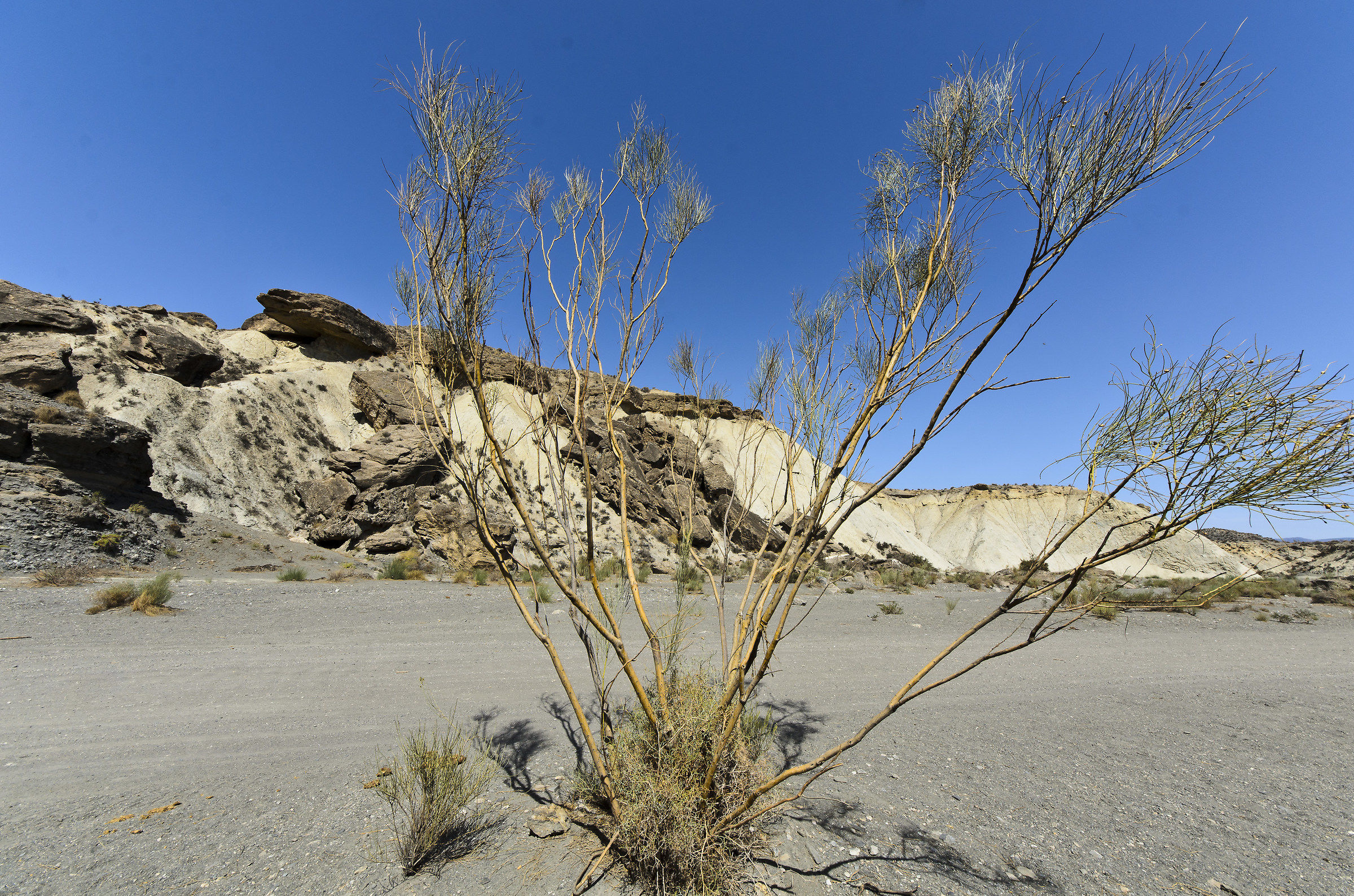 Tabernas Desert, Tortuga