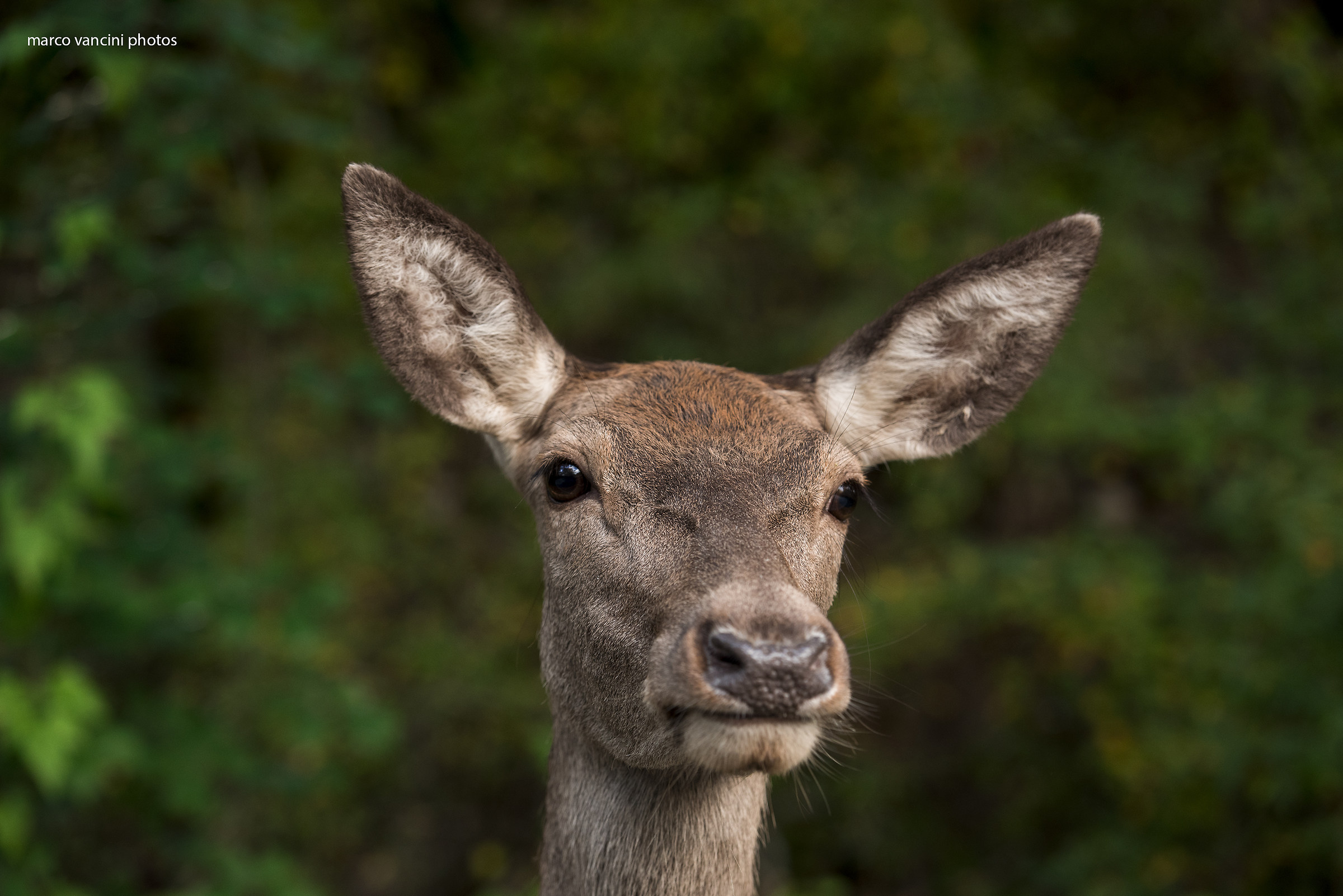 Incontri ravvicinati