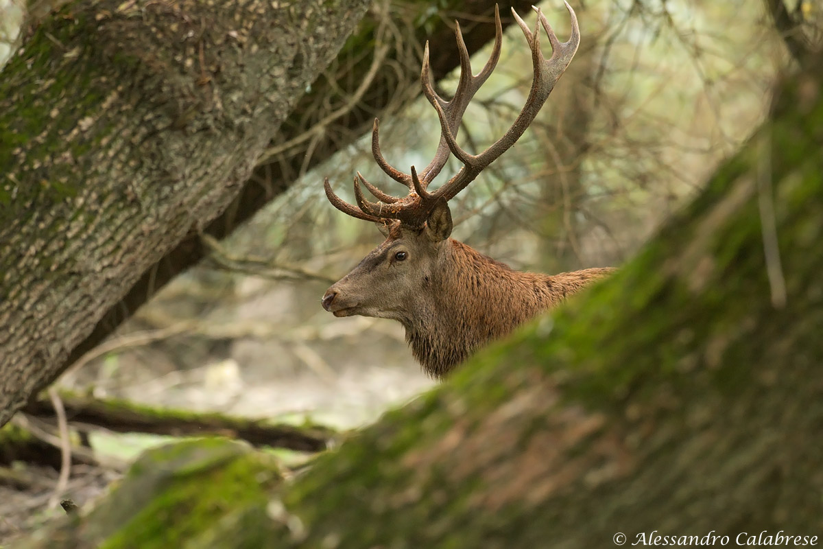 Incontri ravvicinati nel bosco