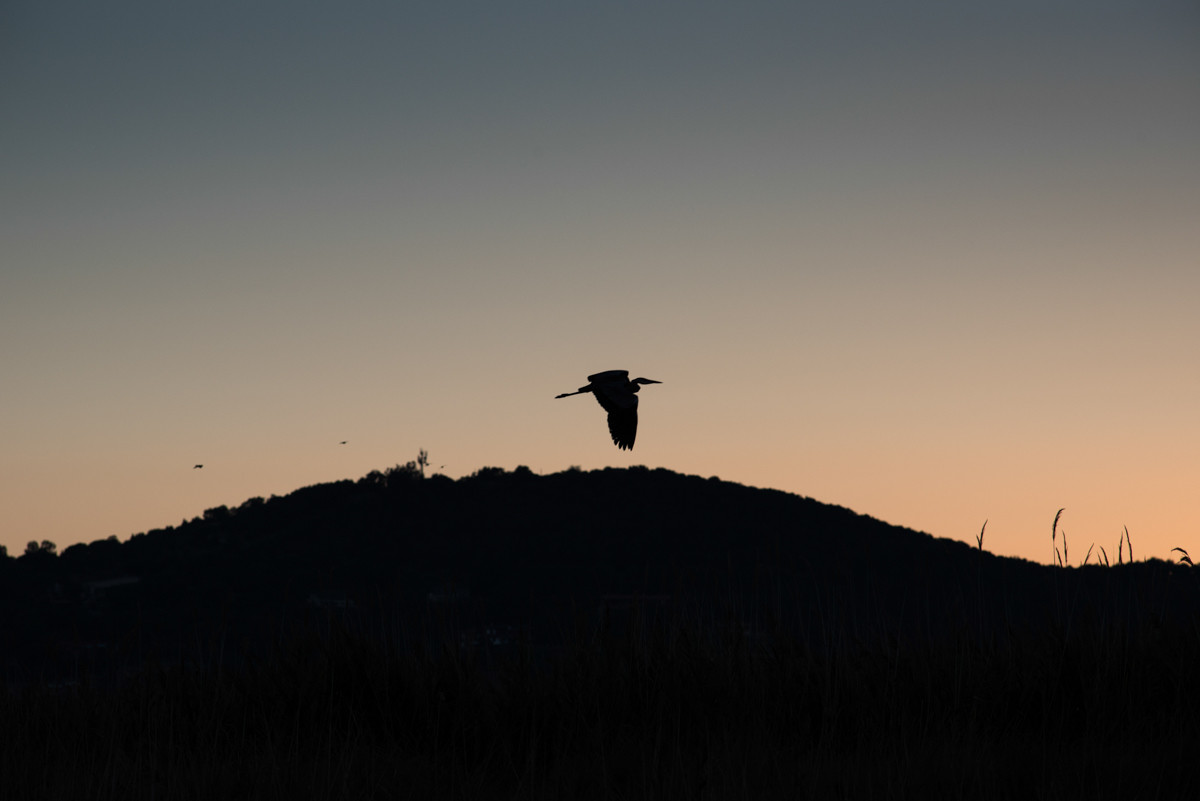 Airone in volo al tramonto