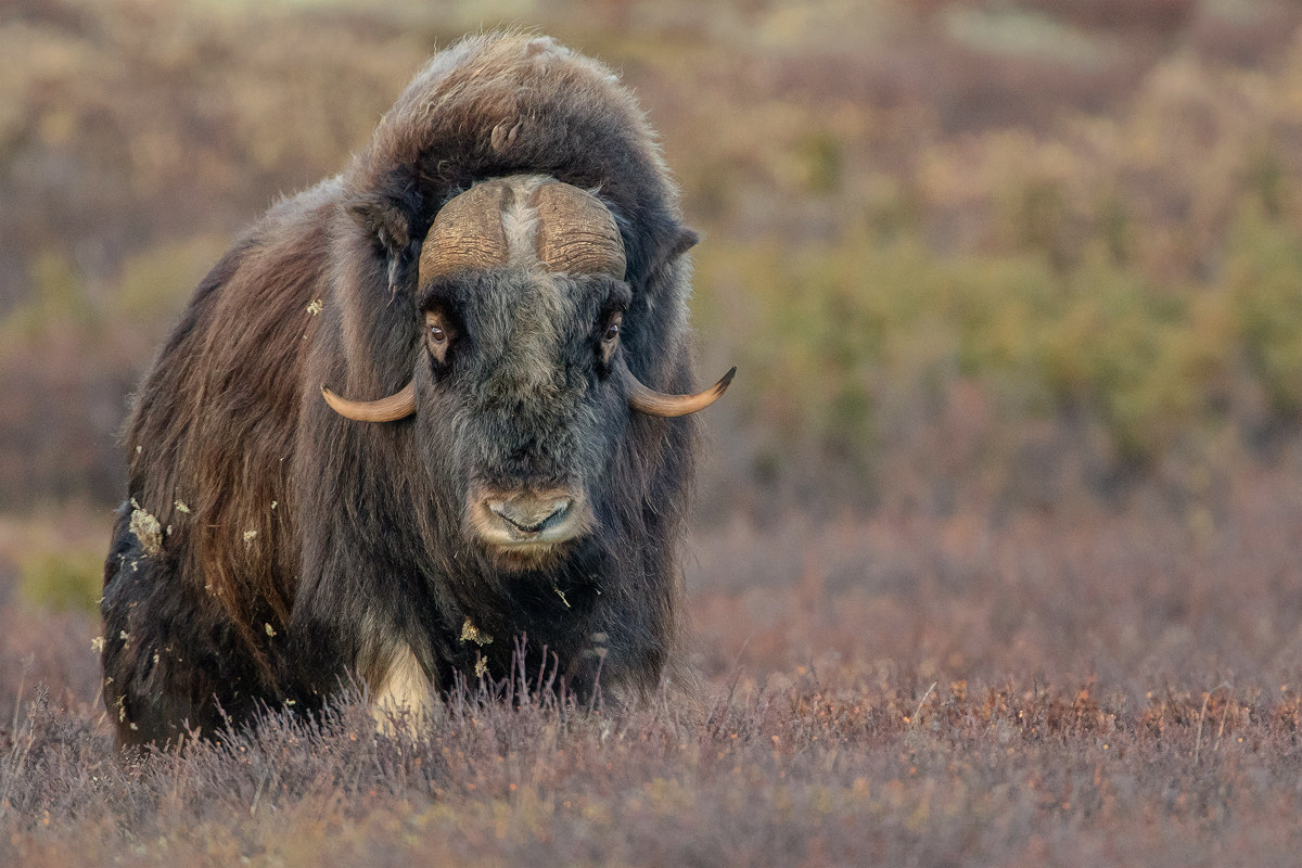 The grandeur of the Musk Ox