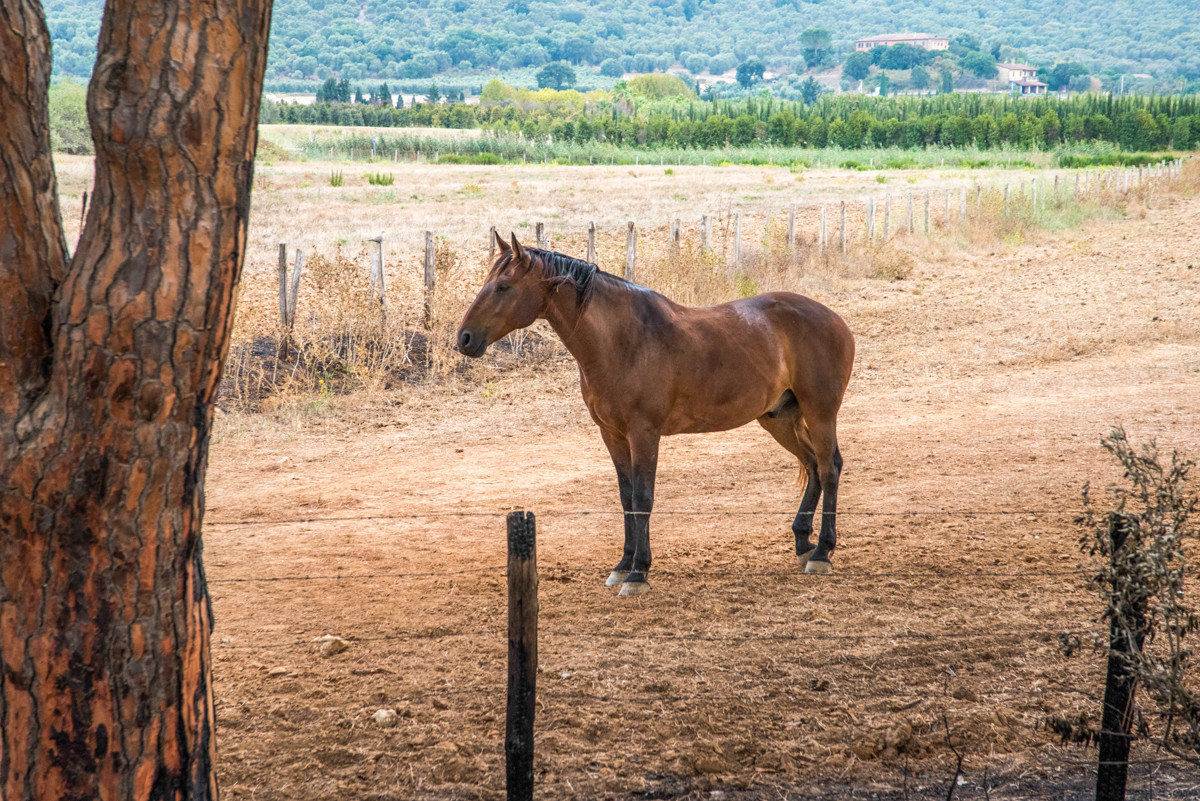 Cavallo maremmano