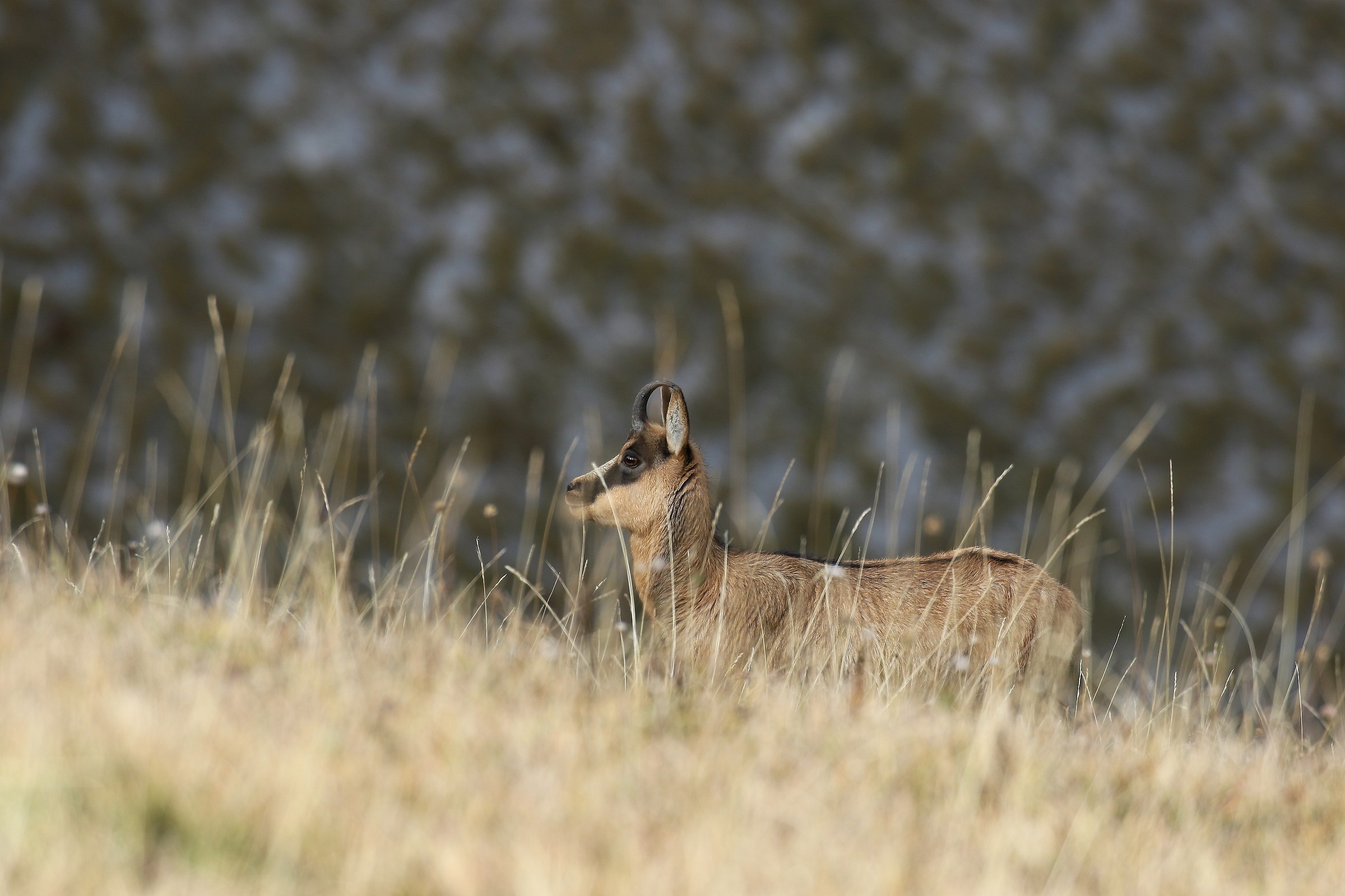 Apennine Chamois - Sibillini, M. Bove south