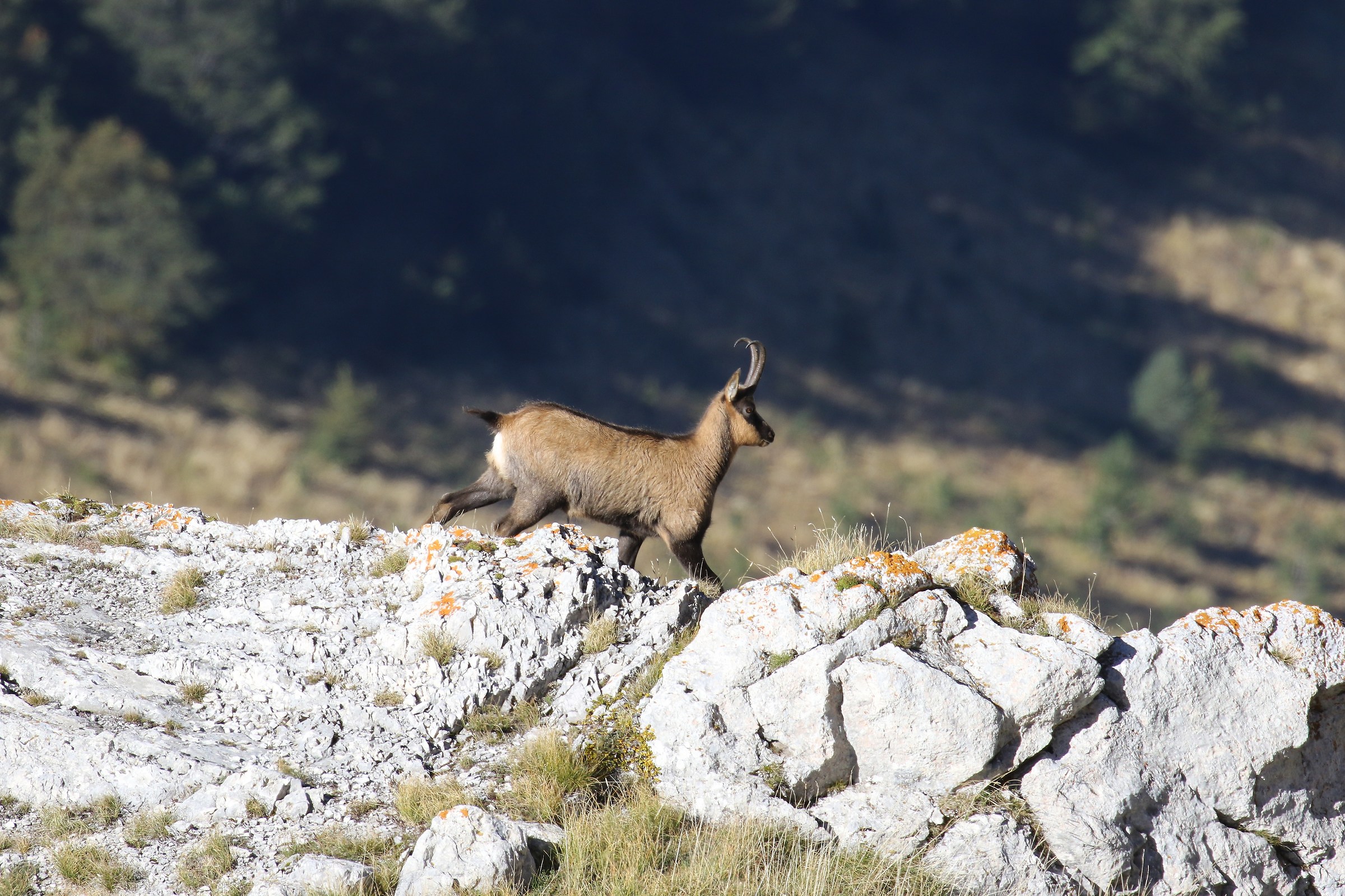 Apennine Chamois - Sibillini, M. Bicco