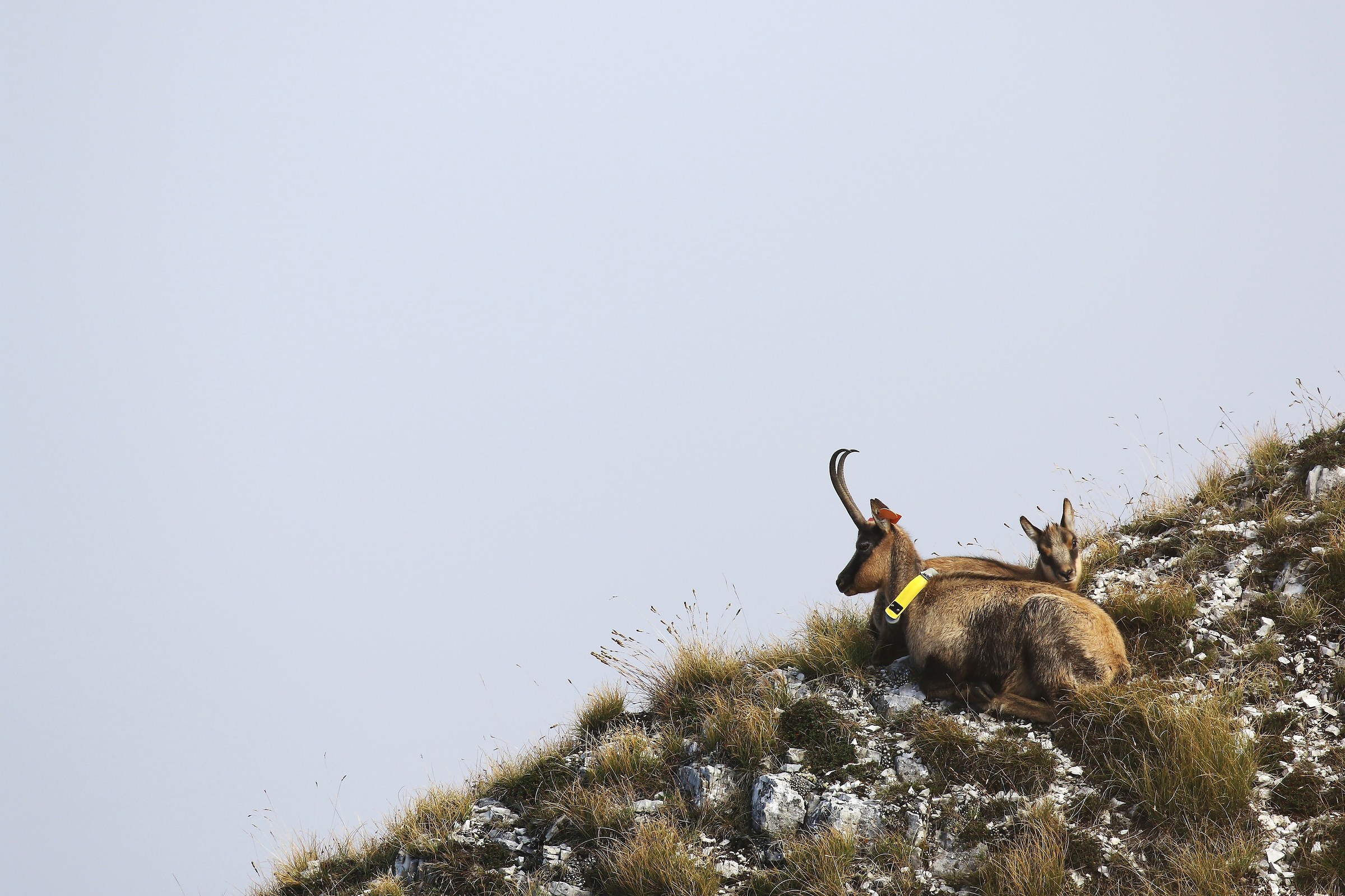 Apennine Chamois - Sibillini, M. Bove south
