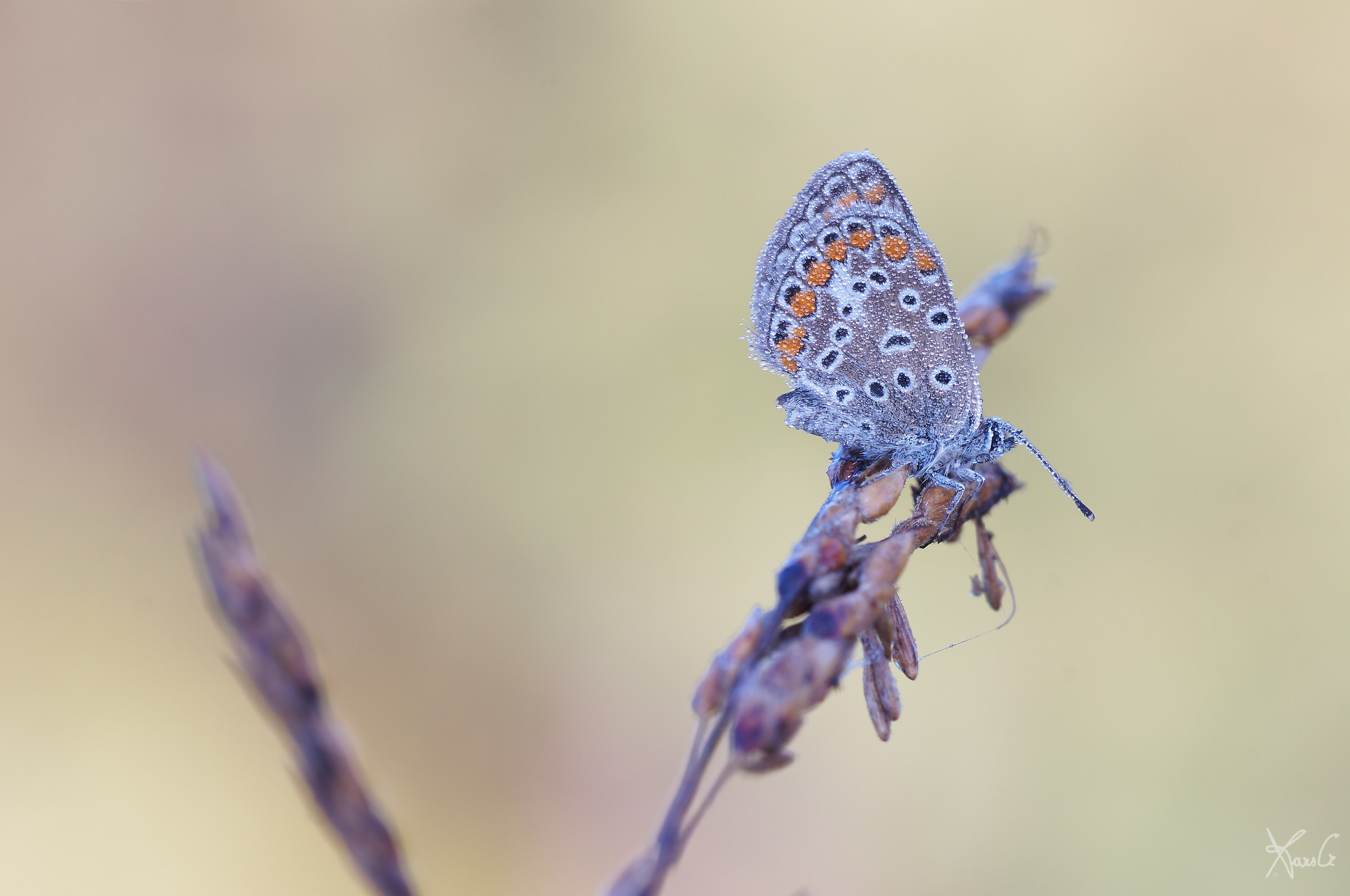 The early bird catches the background