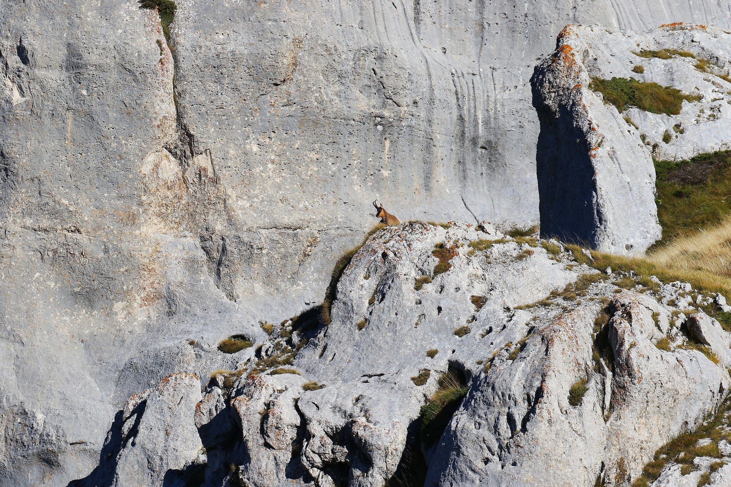 Apennine Chamois - Sibillini, M. Bove south
