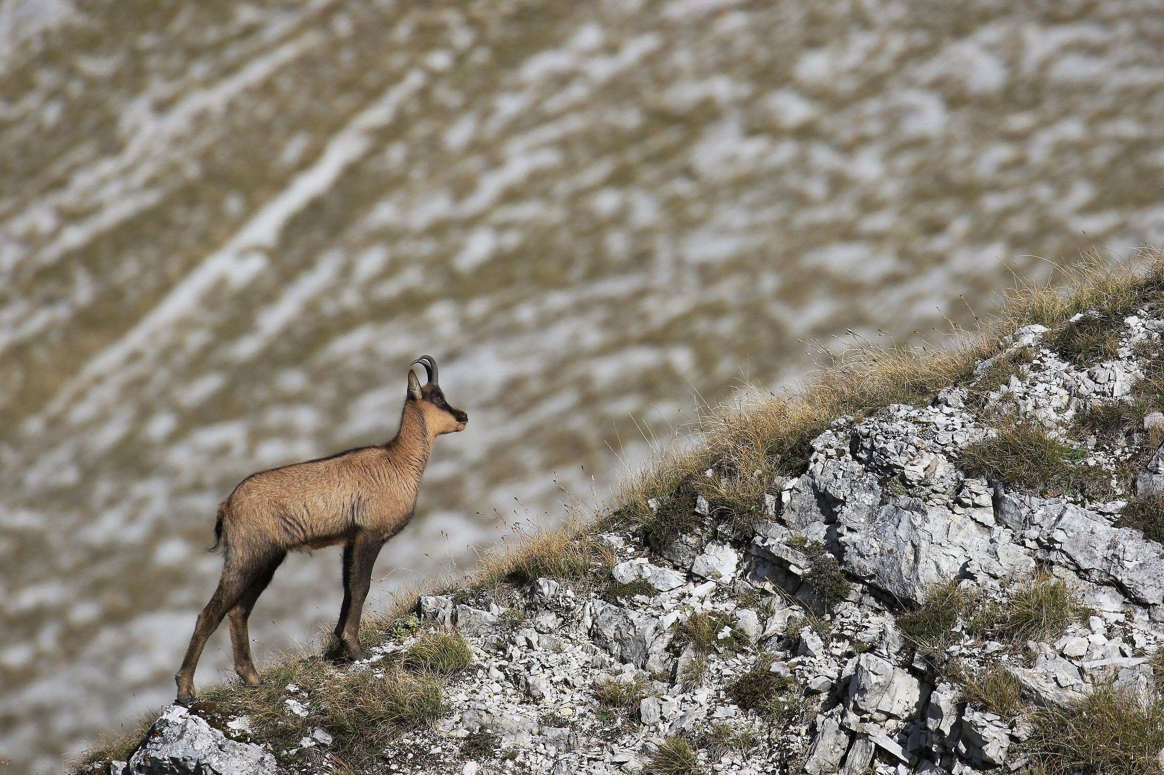 Apennine Chamois - Sibillini, M. Bove south