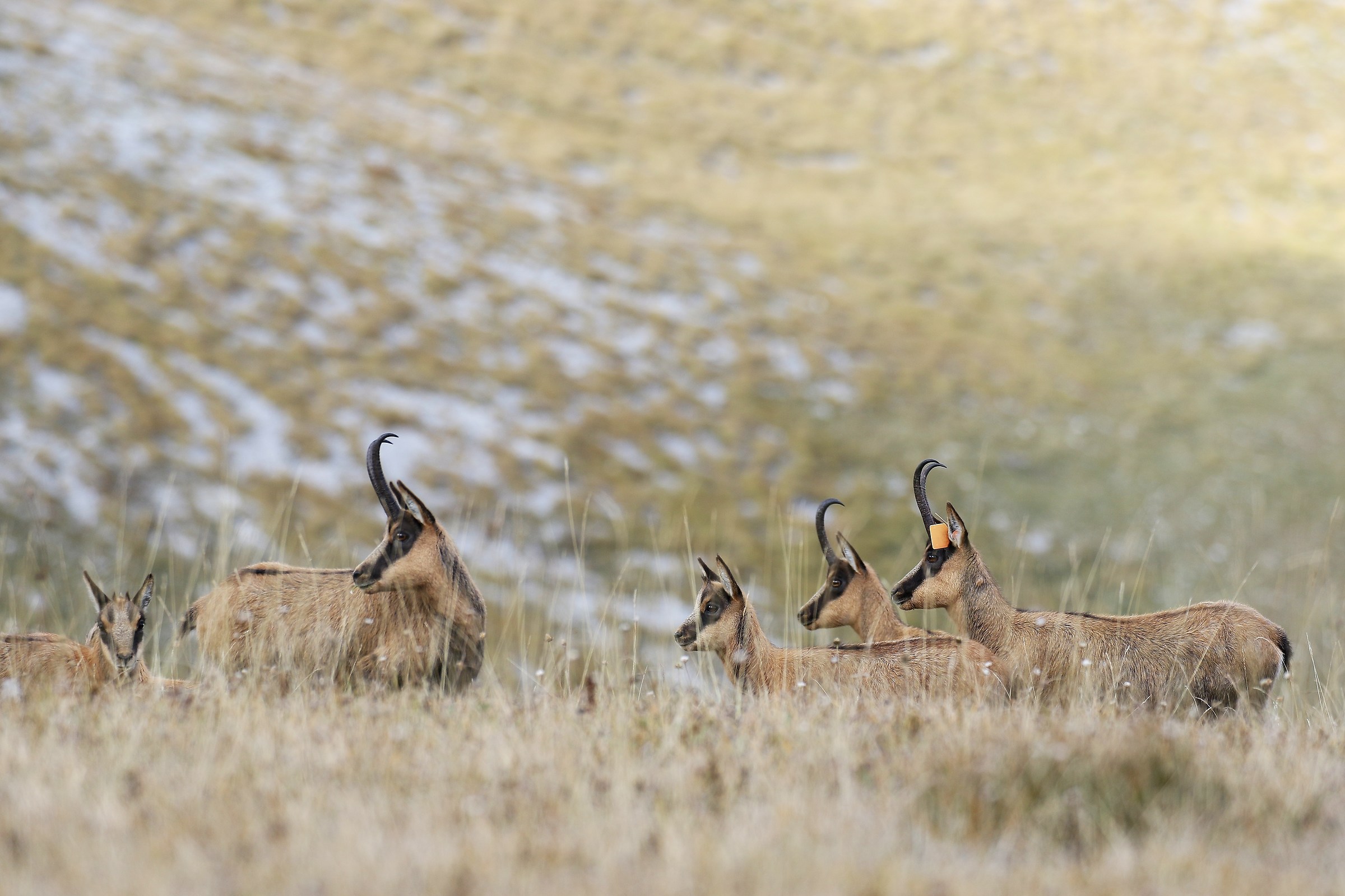 Apennine Chamois - Sibillini, M. Bove south