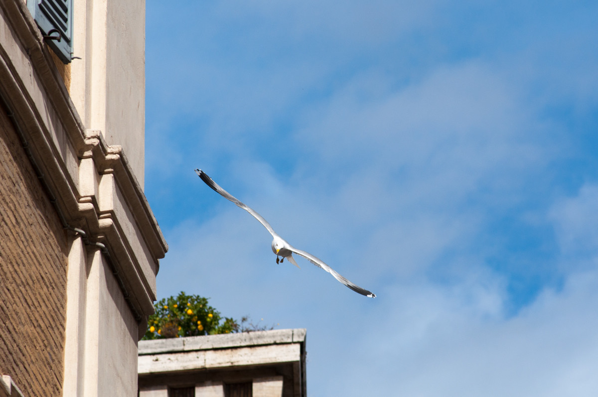Gabbiano in volo per le vie del centro