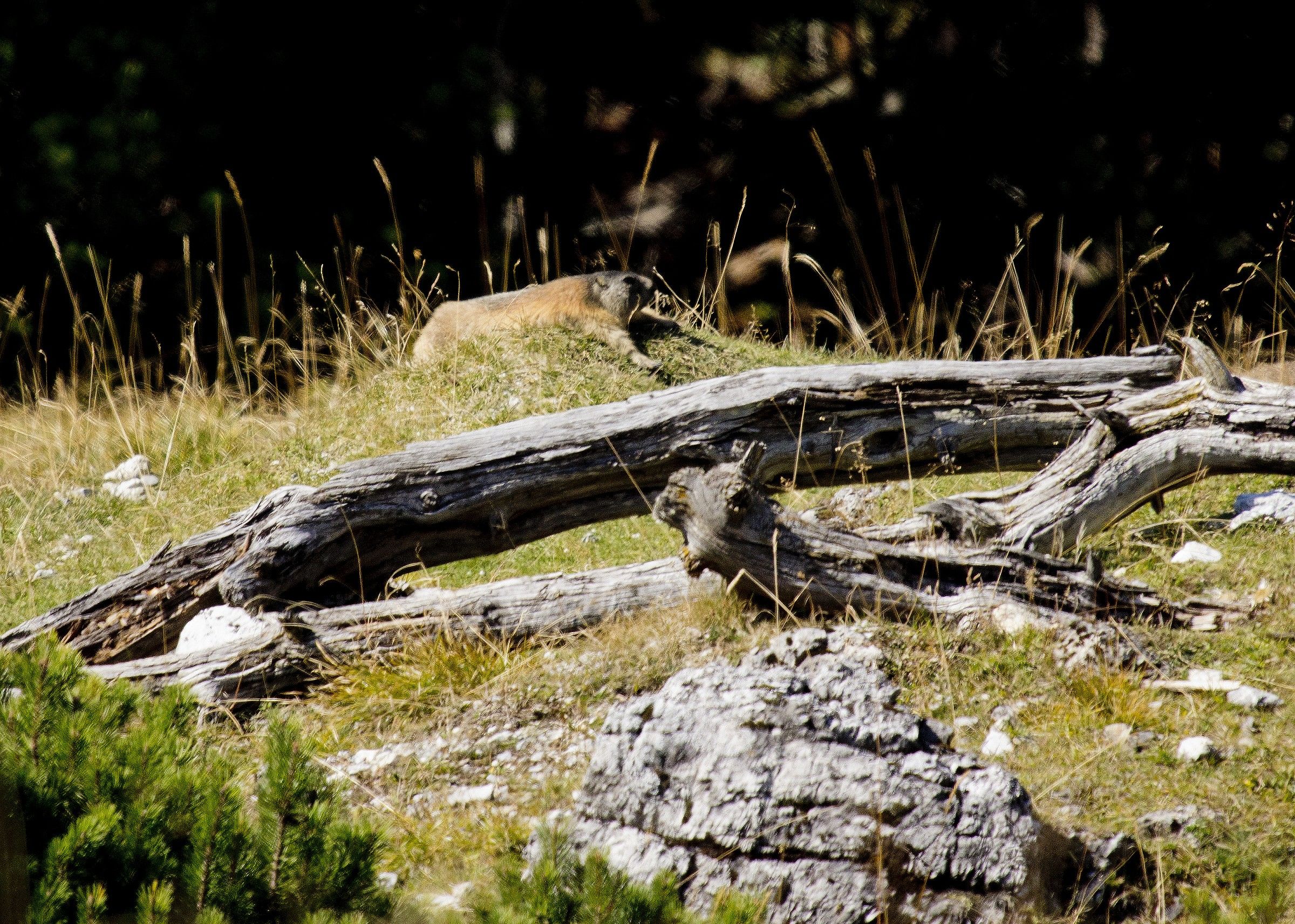 marmotta che prende il sole
