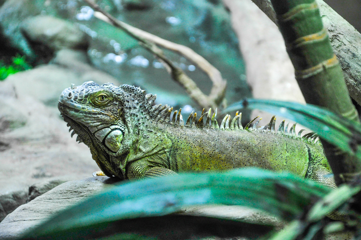 Iguana curioso
