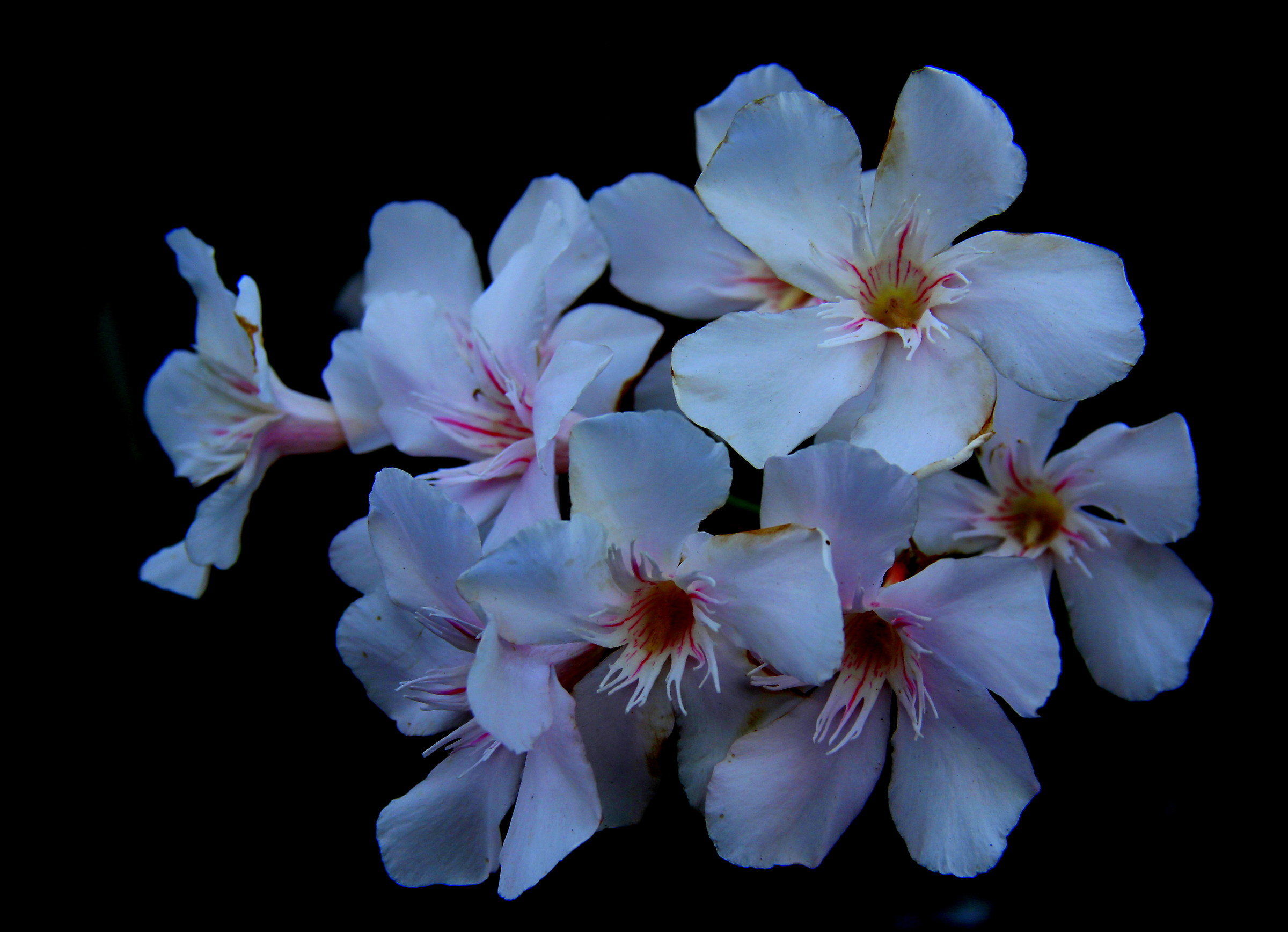 Fiori di oleandro