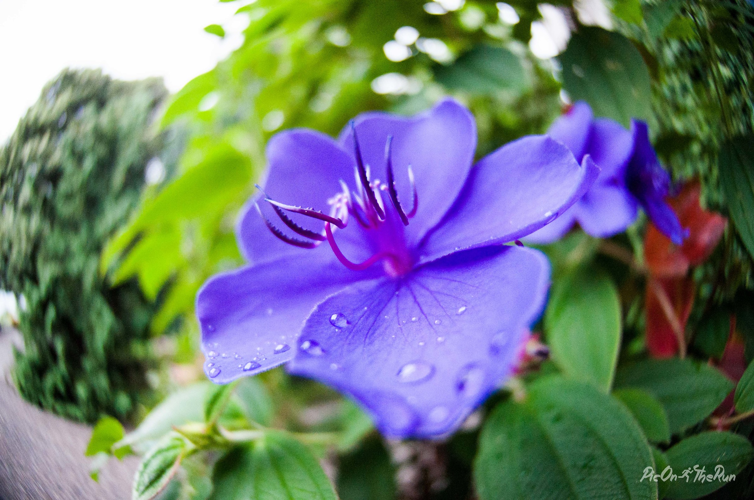 Tibouchina Urvilleana