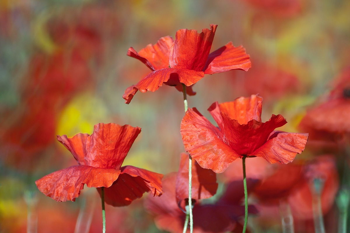 Poppies