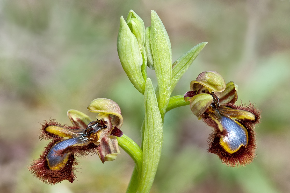 Ophrys Vernixia