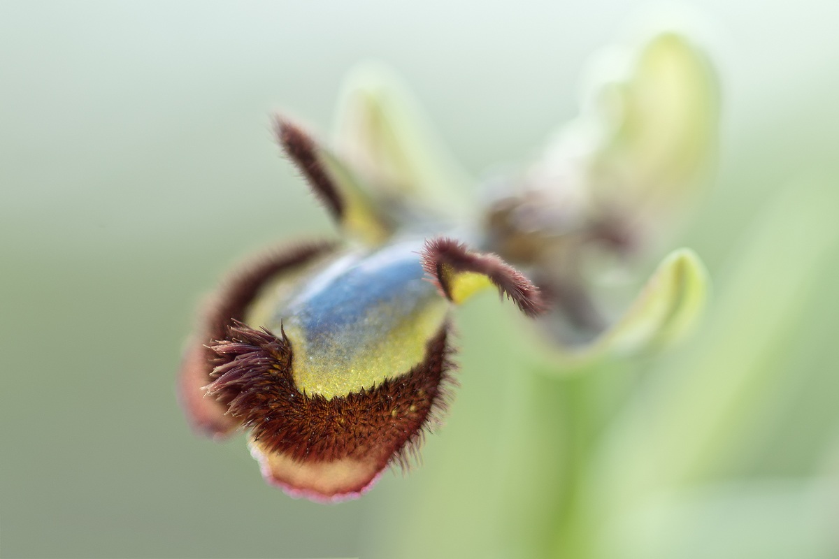 Ophrys Vernixia