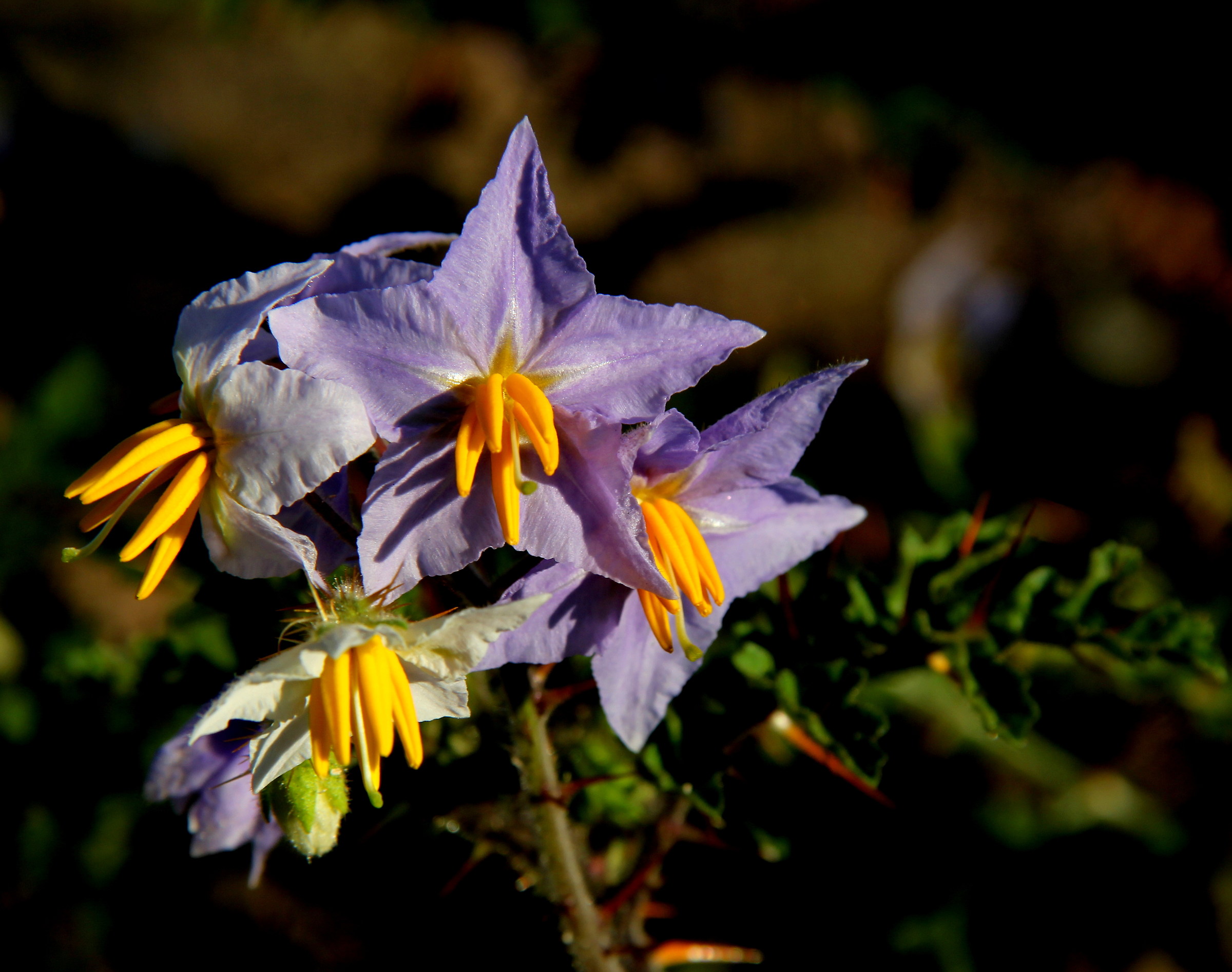 Solanum