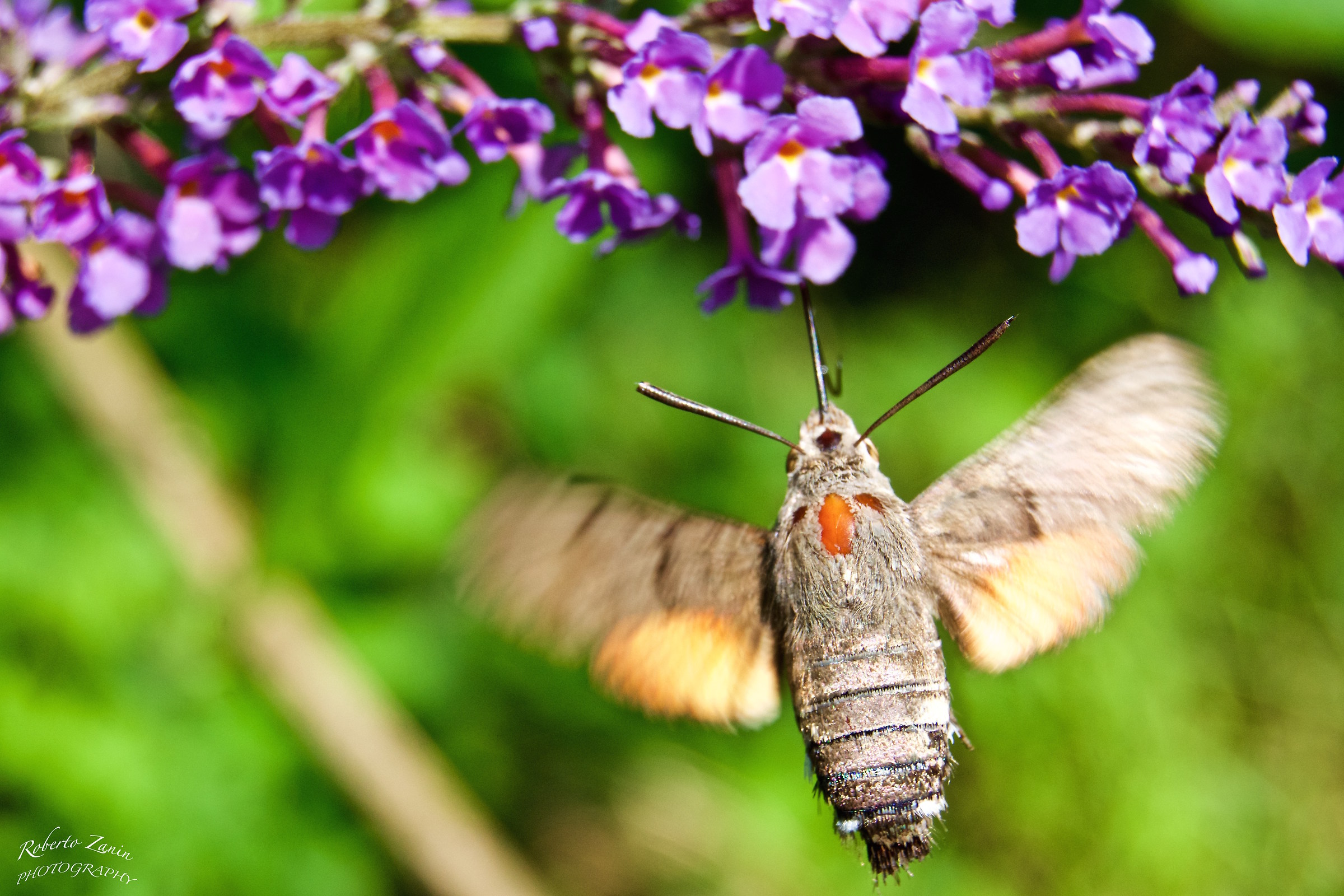 Macroglossum Stellatarum