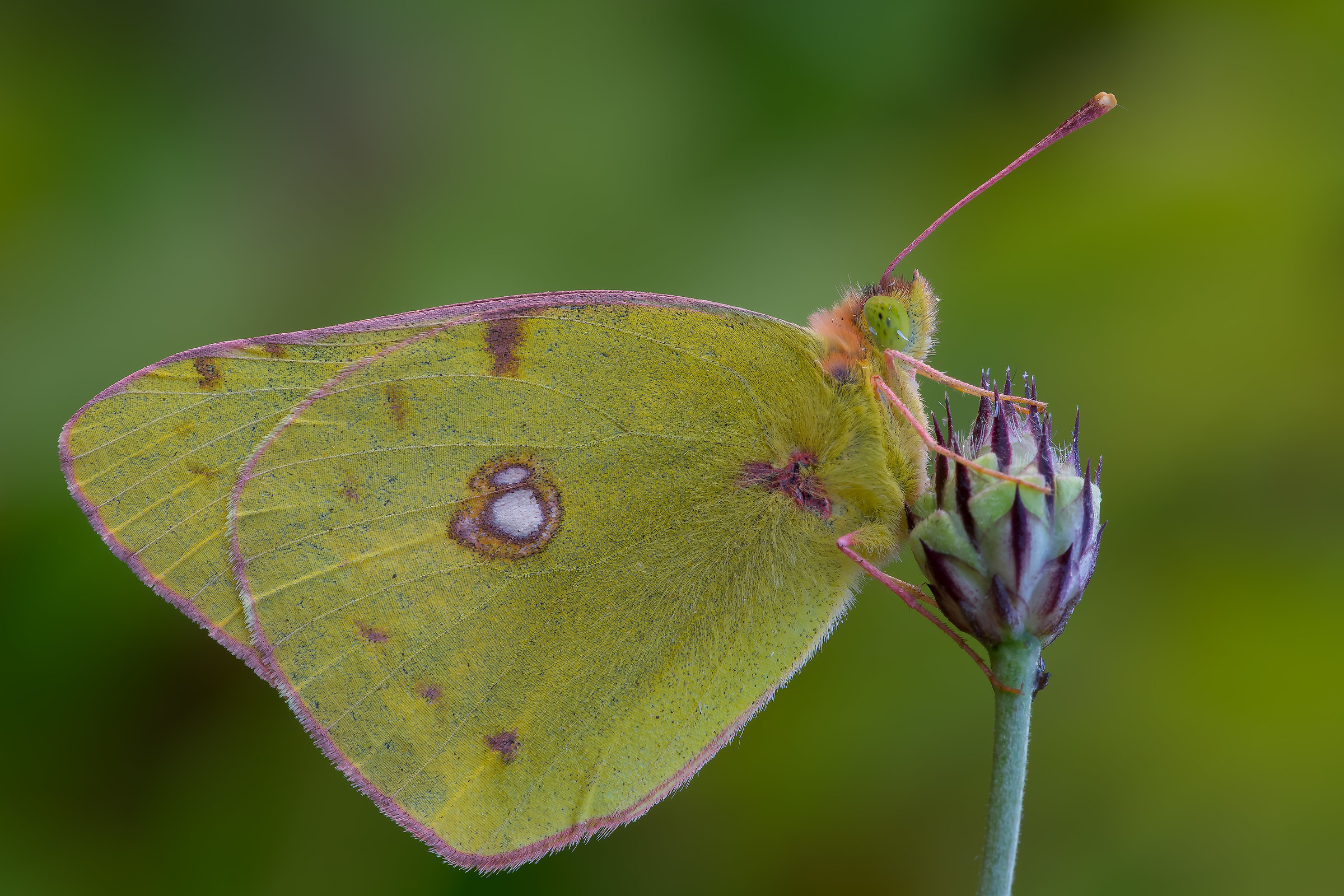 Colias croceus - pixelshift