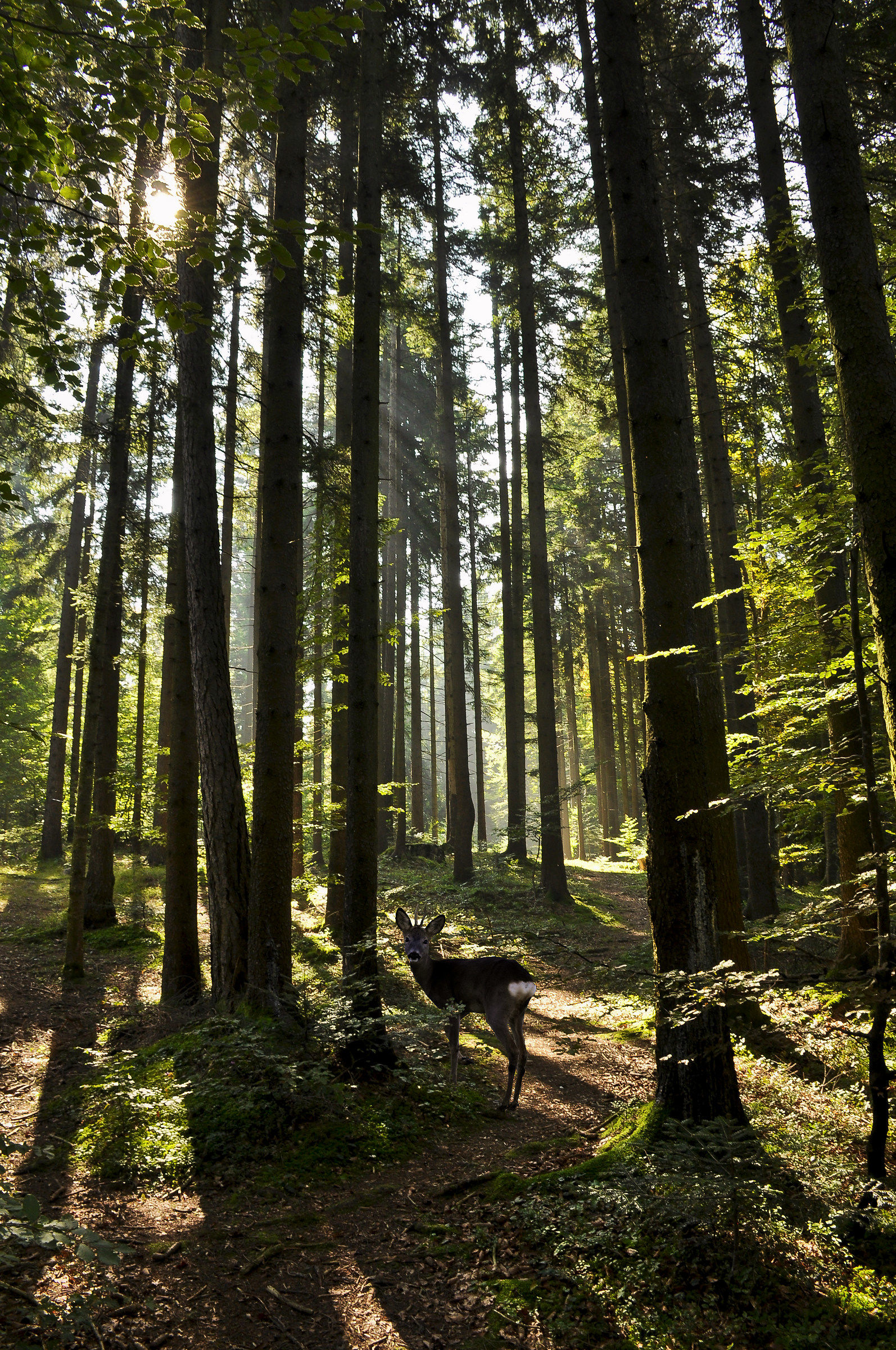 Incontri nel sottobosco