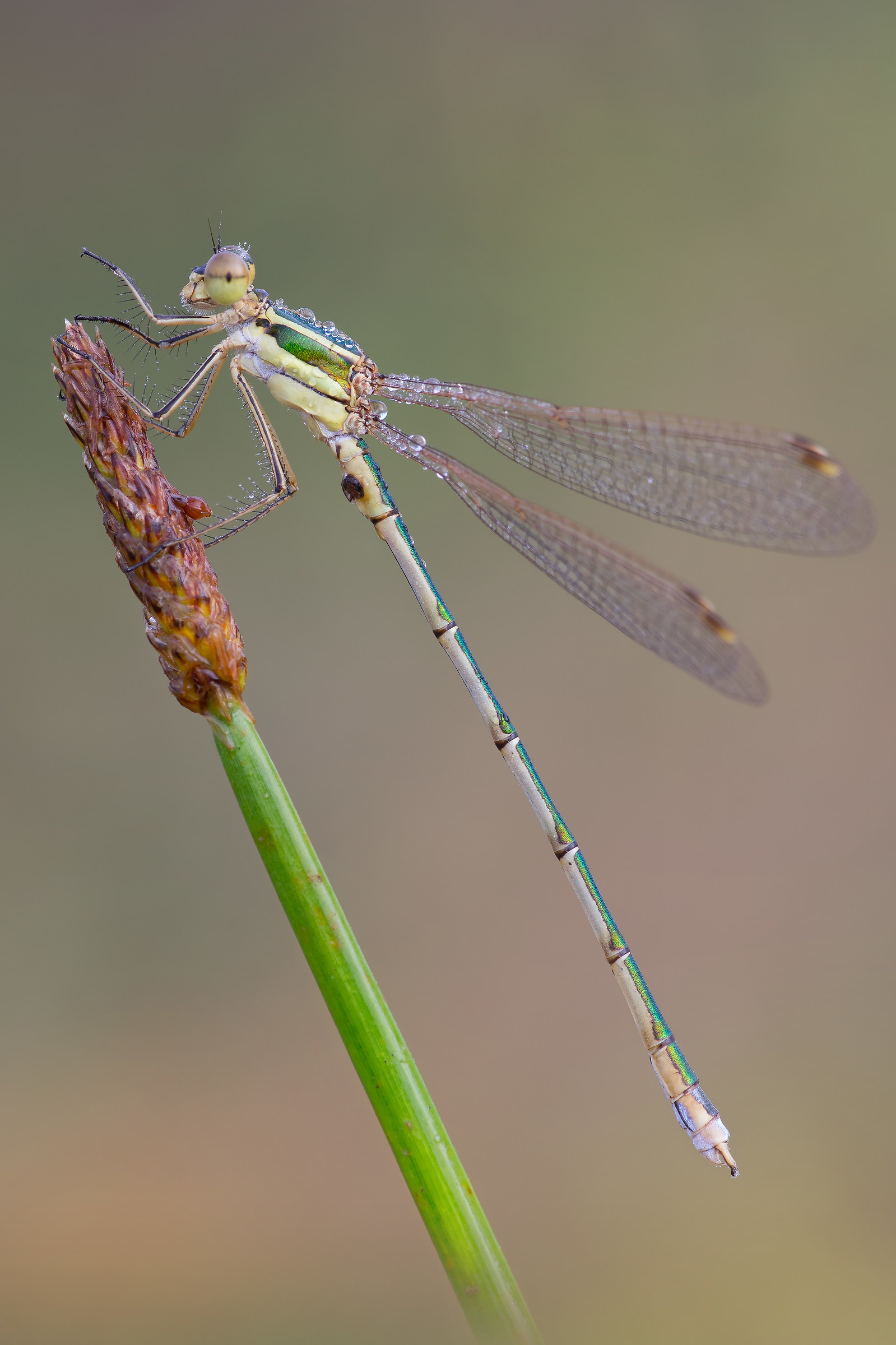 Damsel on blade of grass