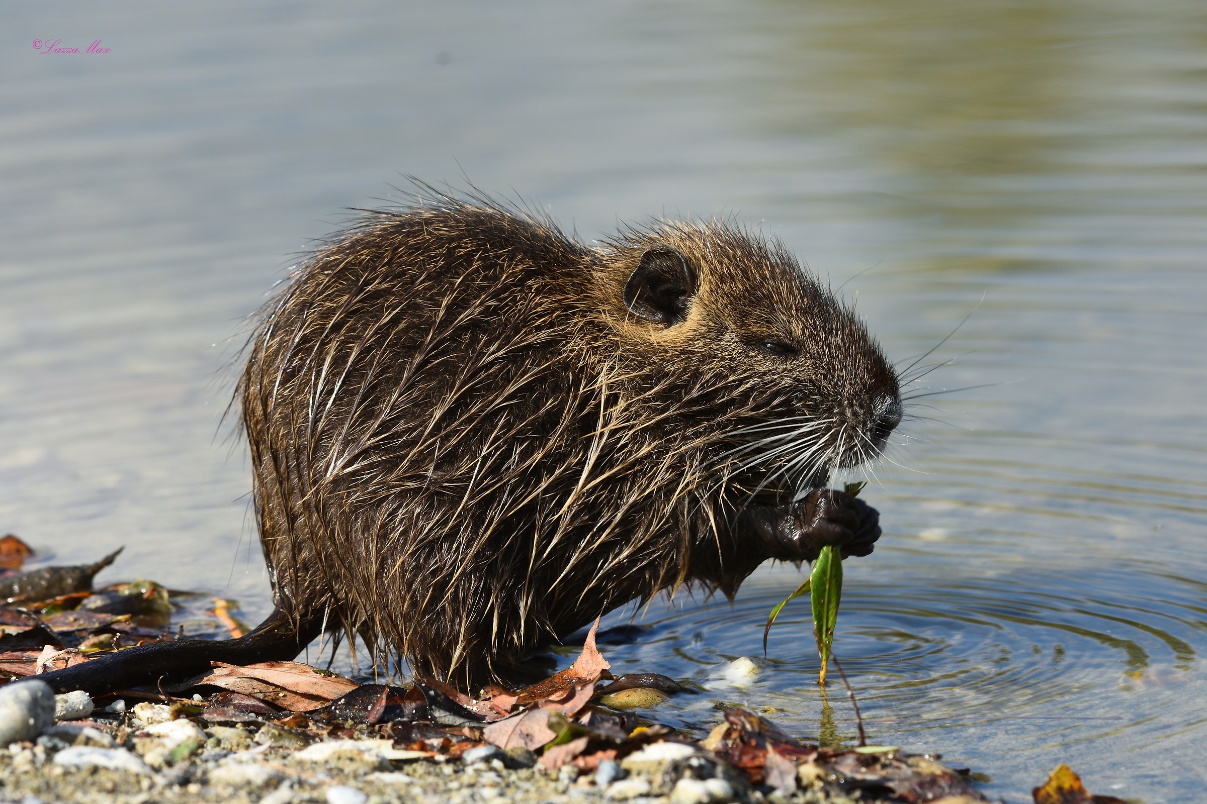 Nutria