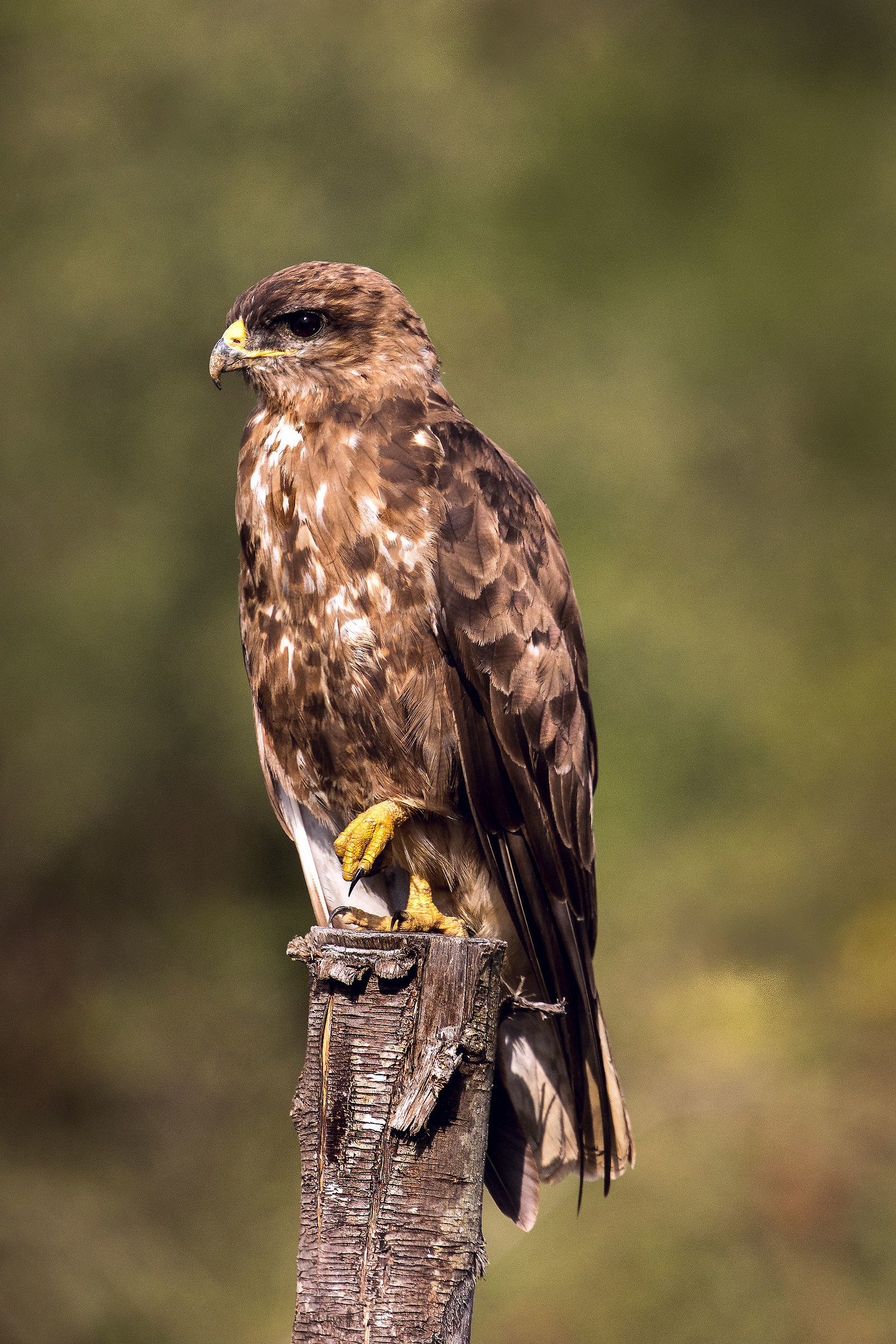 buzzard