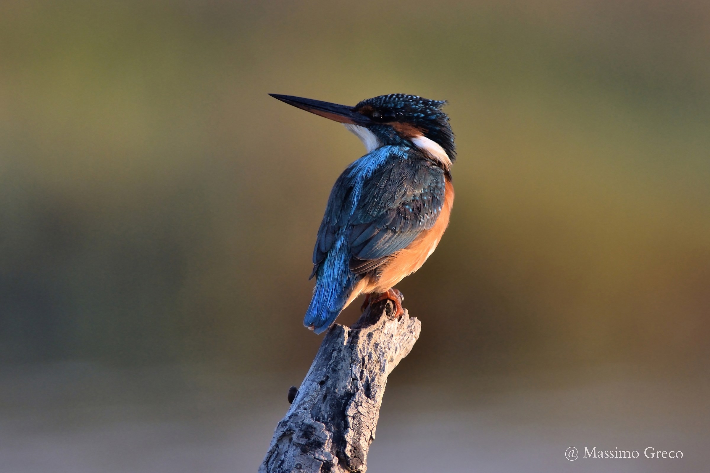 Martin pescatore con le prime luci del mattino