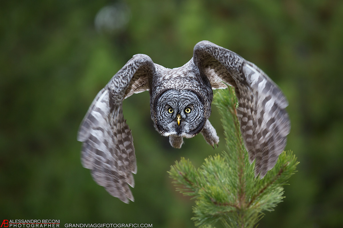 Great Gray Owl
