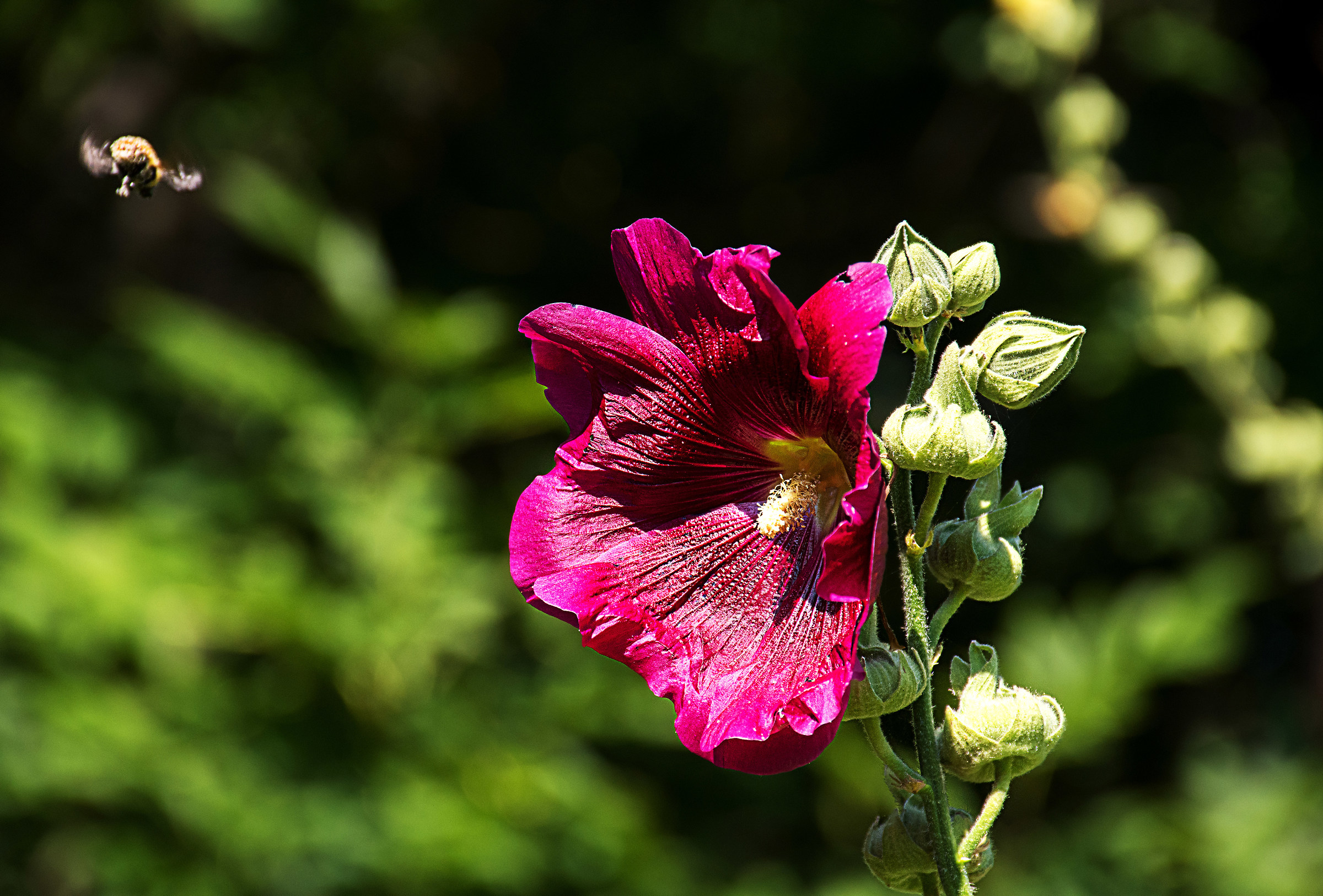 hollyhock