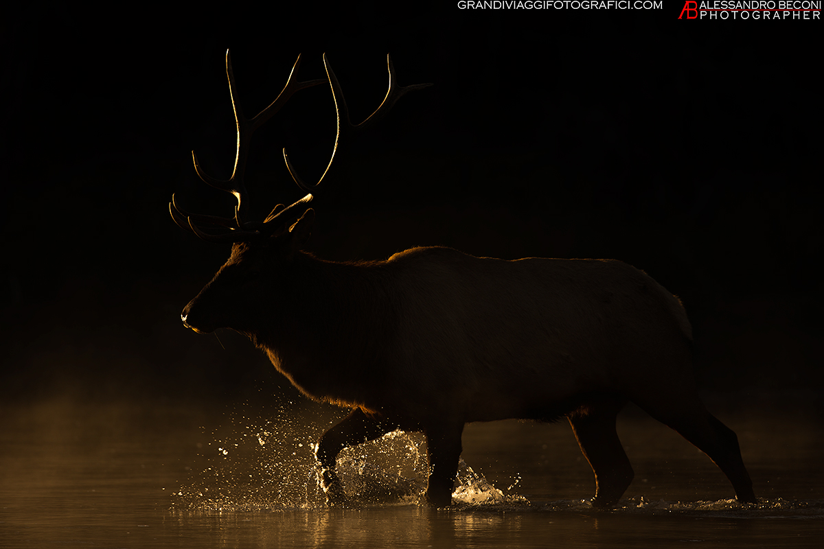 Elk in Madison River