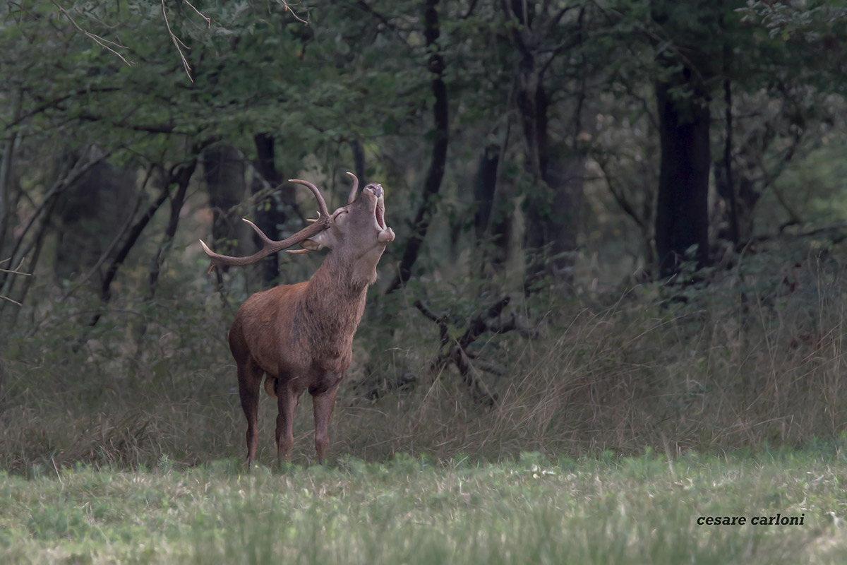 cervo (cervus elaphus)