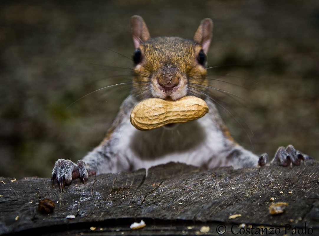 Scoiattolo - Che c'è???