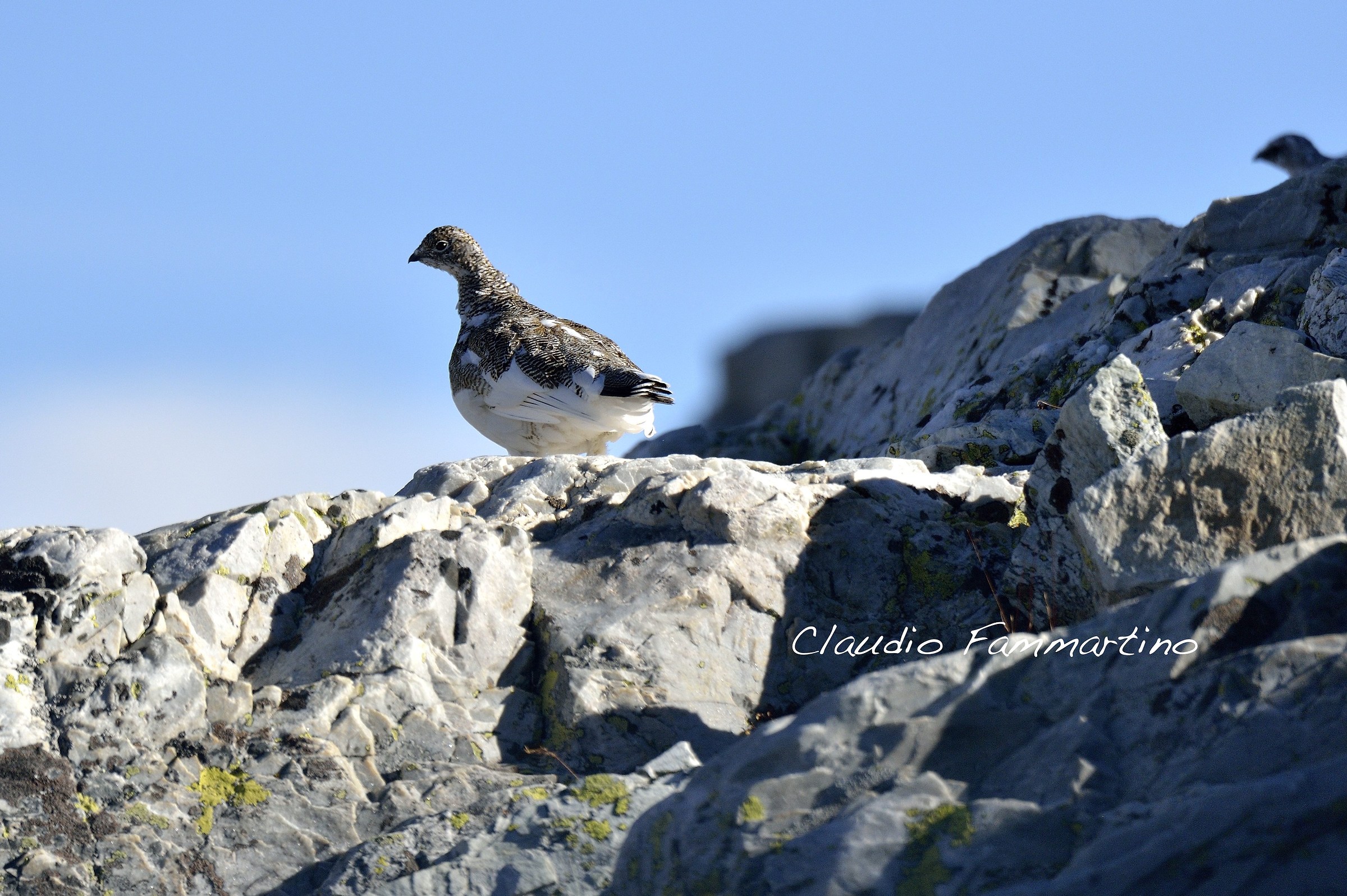 ptarmigan