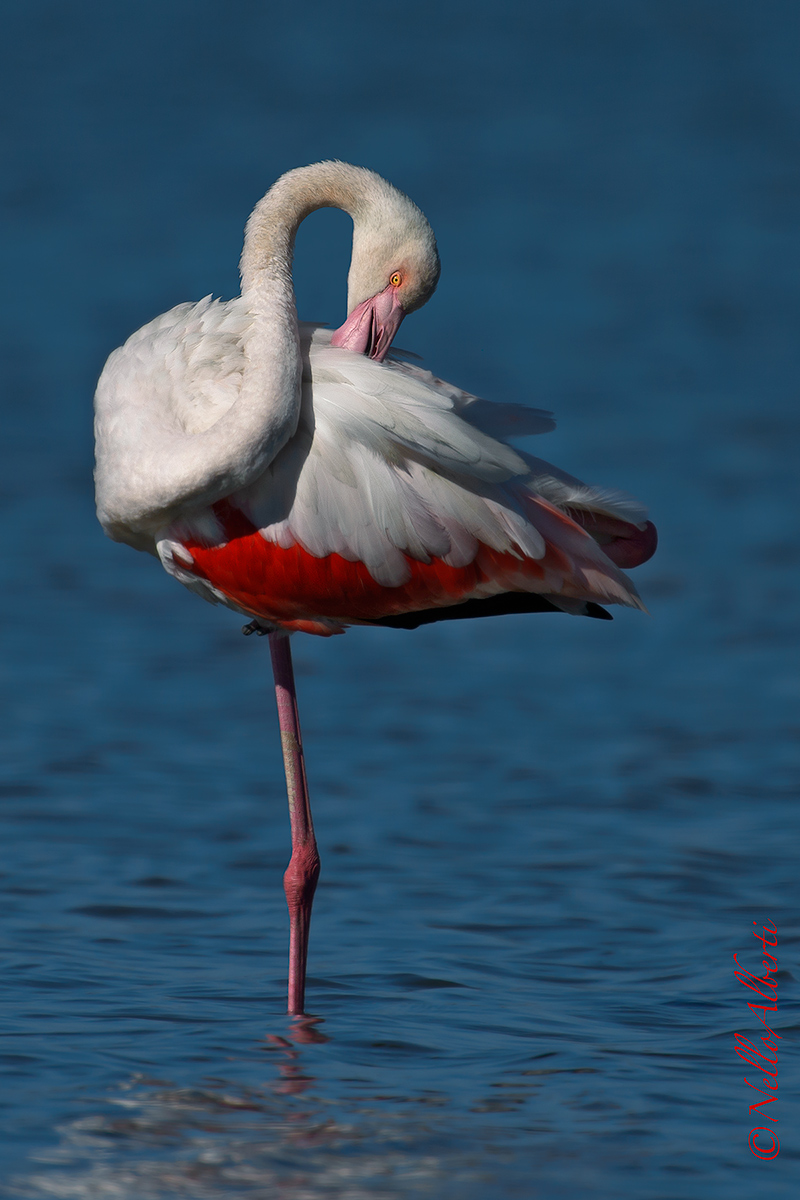 Oct pink flamingo. 2016