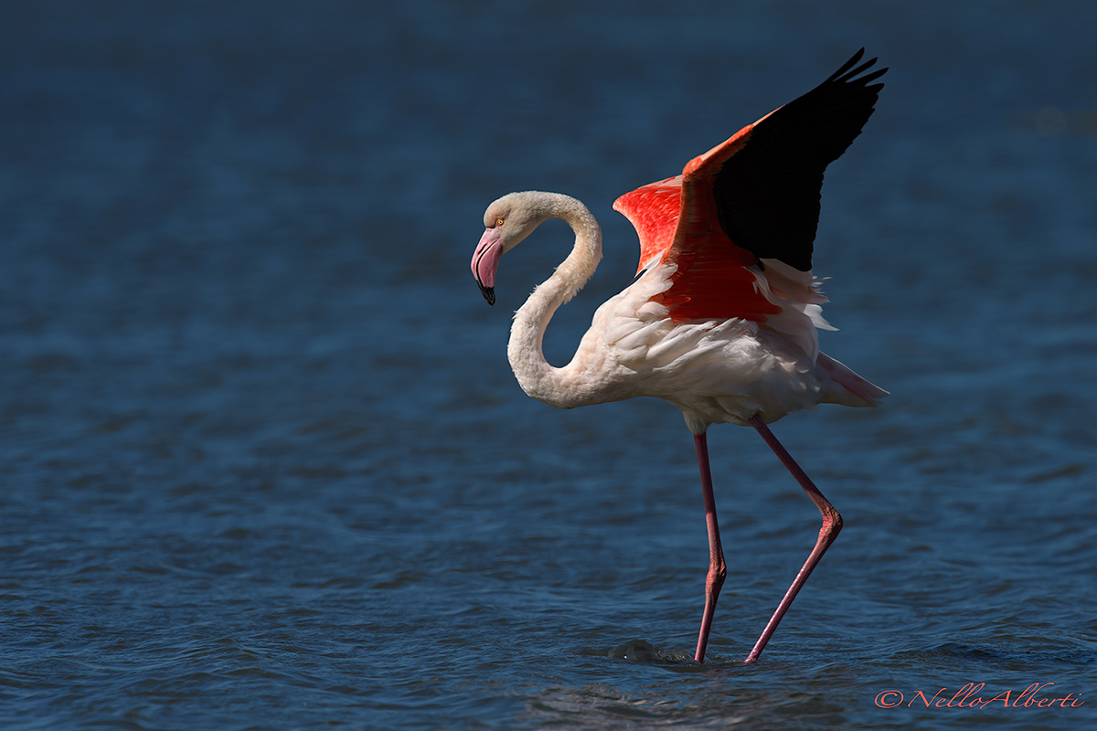 Oct pink flamingo. 2016