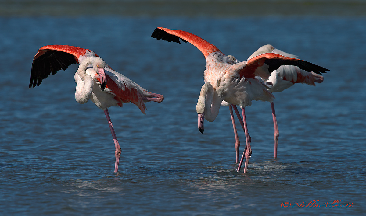 Flamingos Orbetello October 2016
