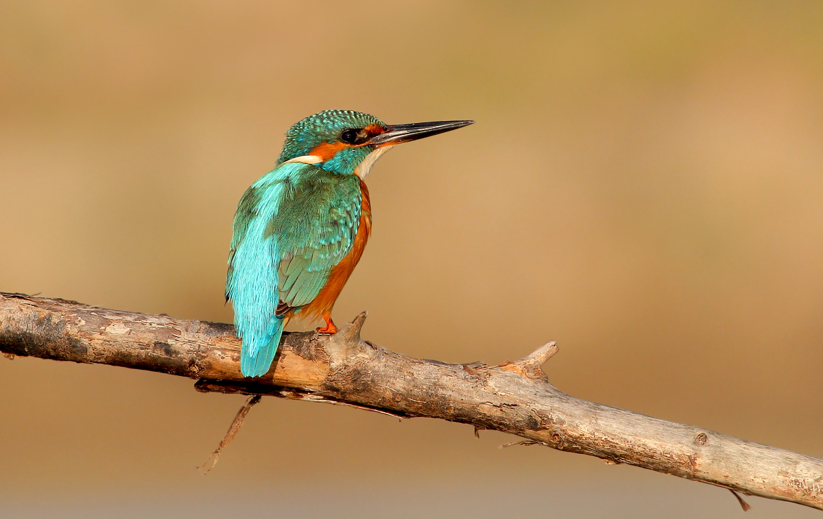 Kingfisher