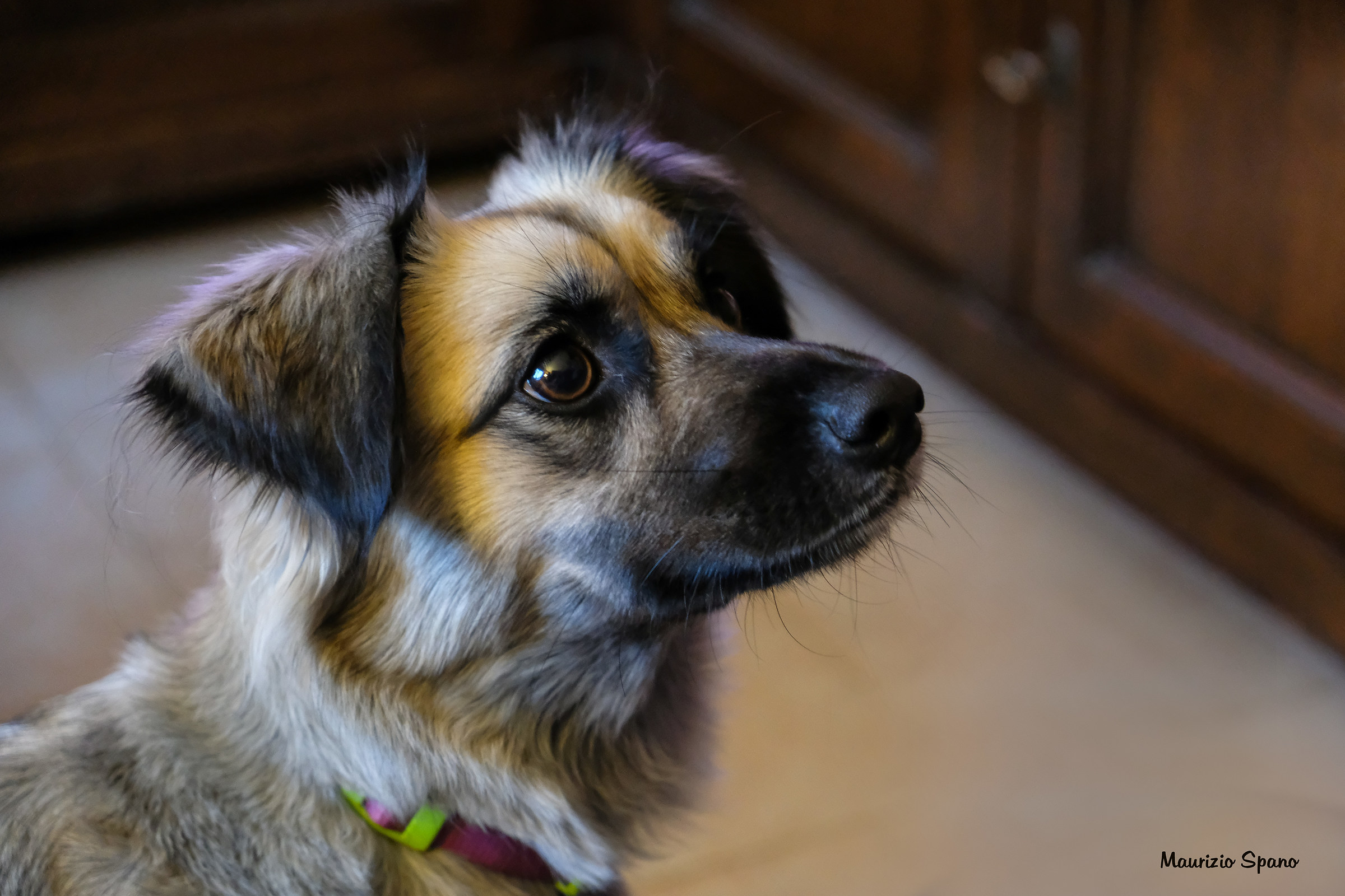 Portrait of Shila ...