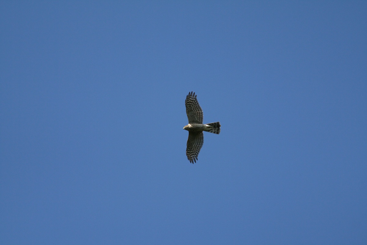 Goshawk