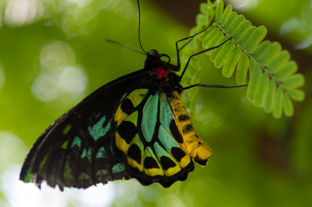 farfalla