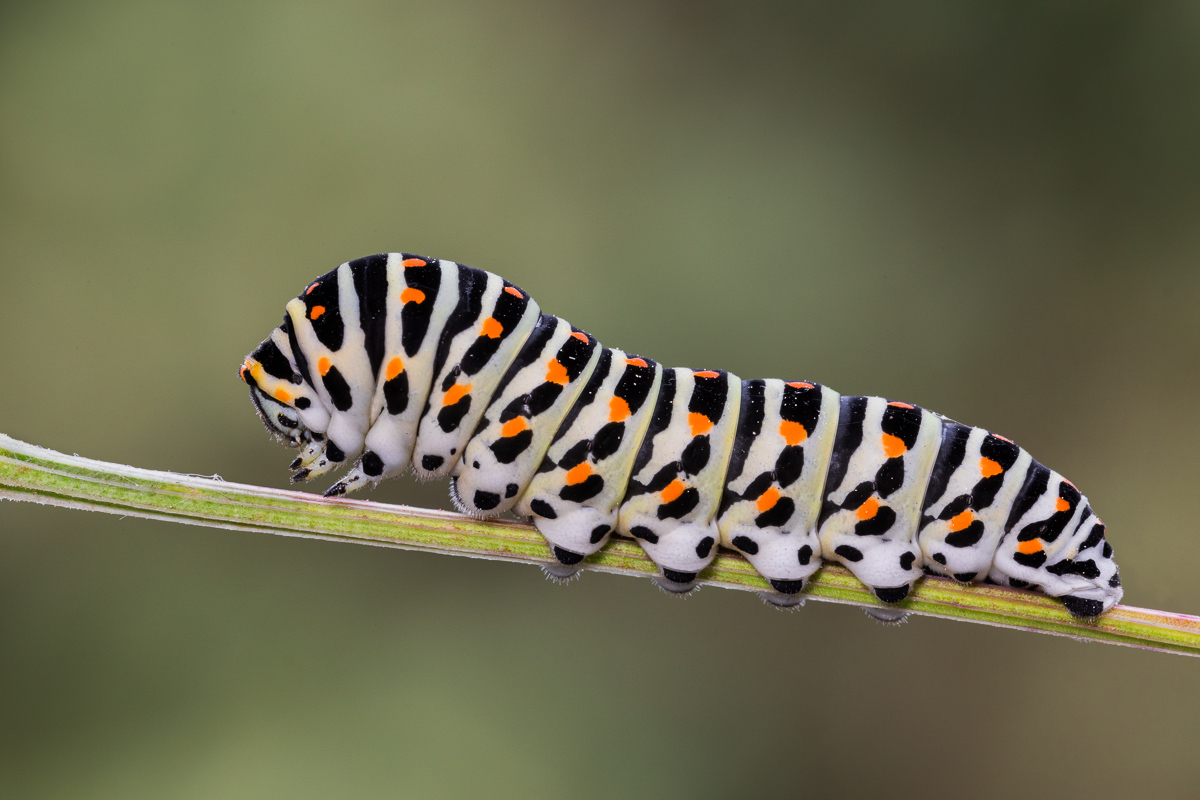 Swallowtail caterpillar ...