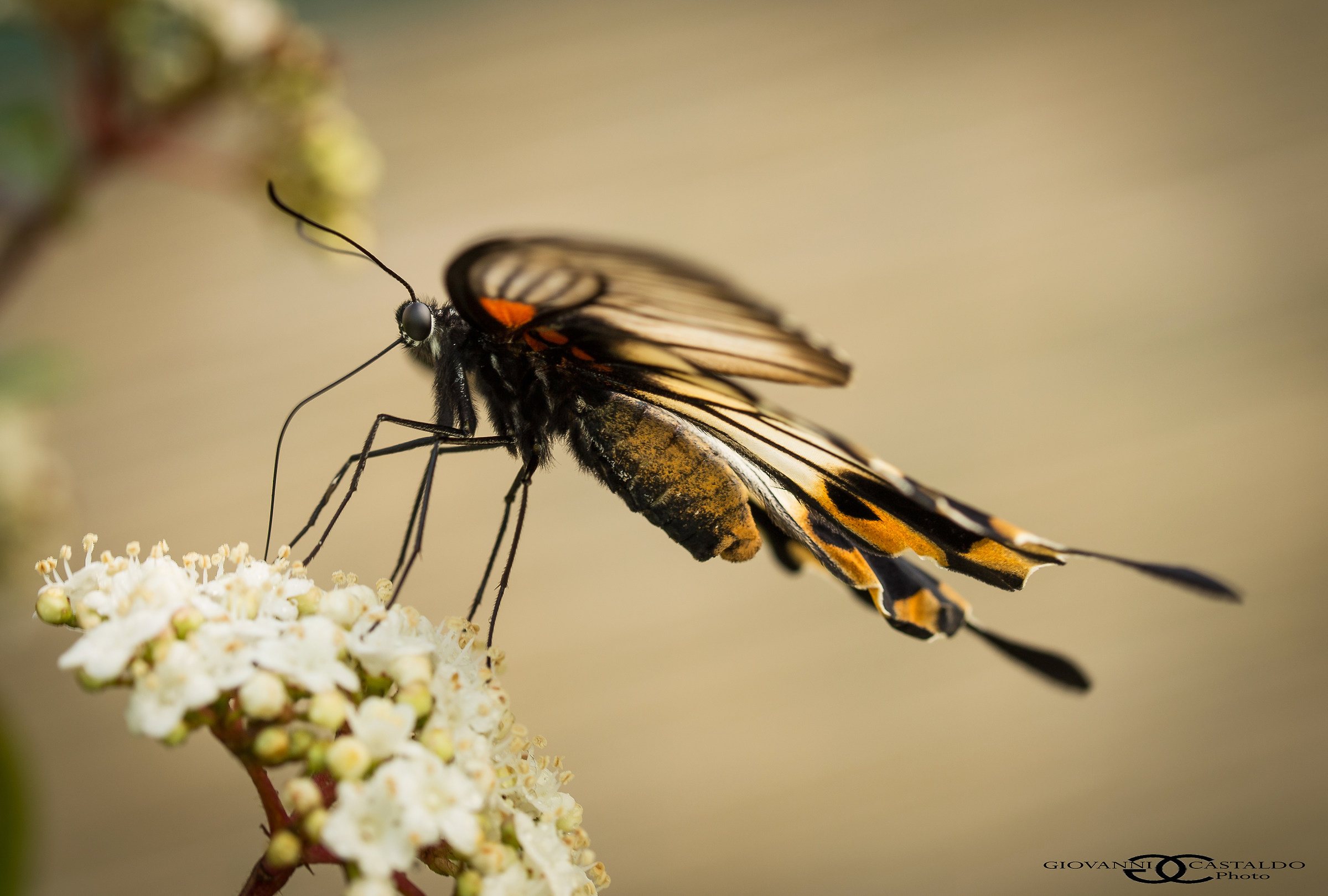 Papilio memnon