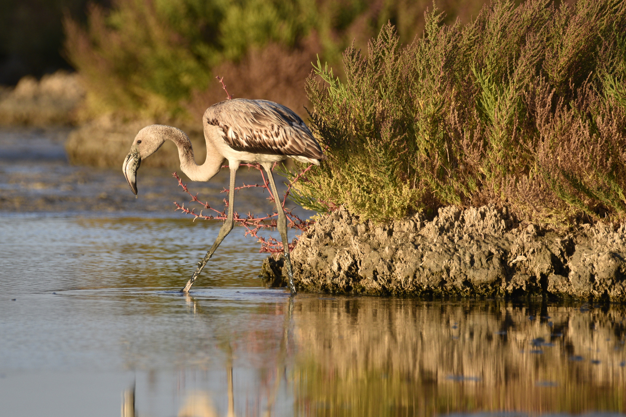 Young flamingo set -