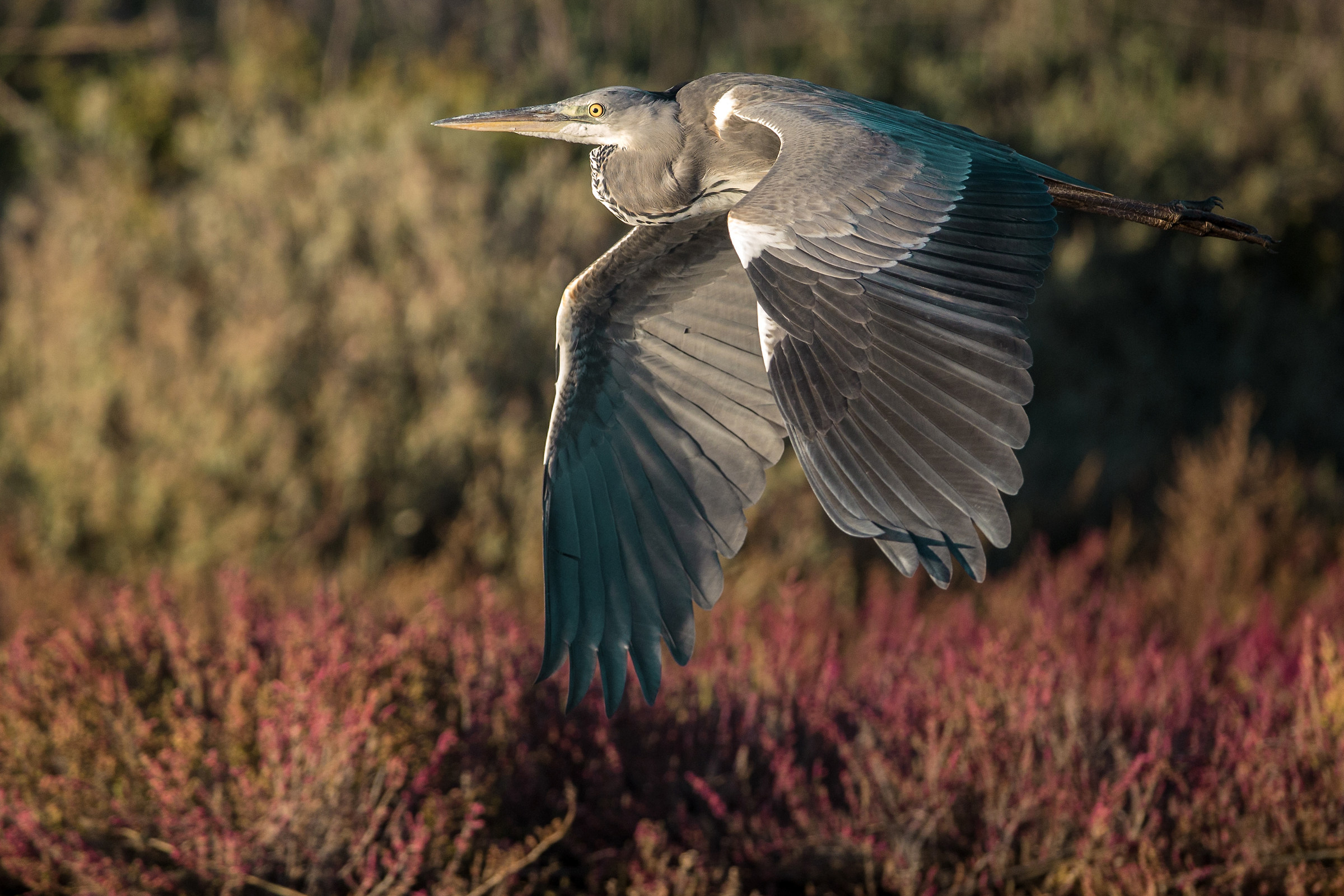 Tramonto sul cenerino