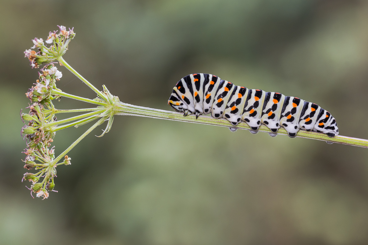 Swallowtail caterpillar on plant nurse (Ombrellifera) ...
