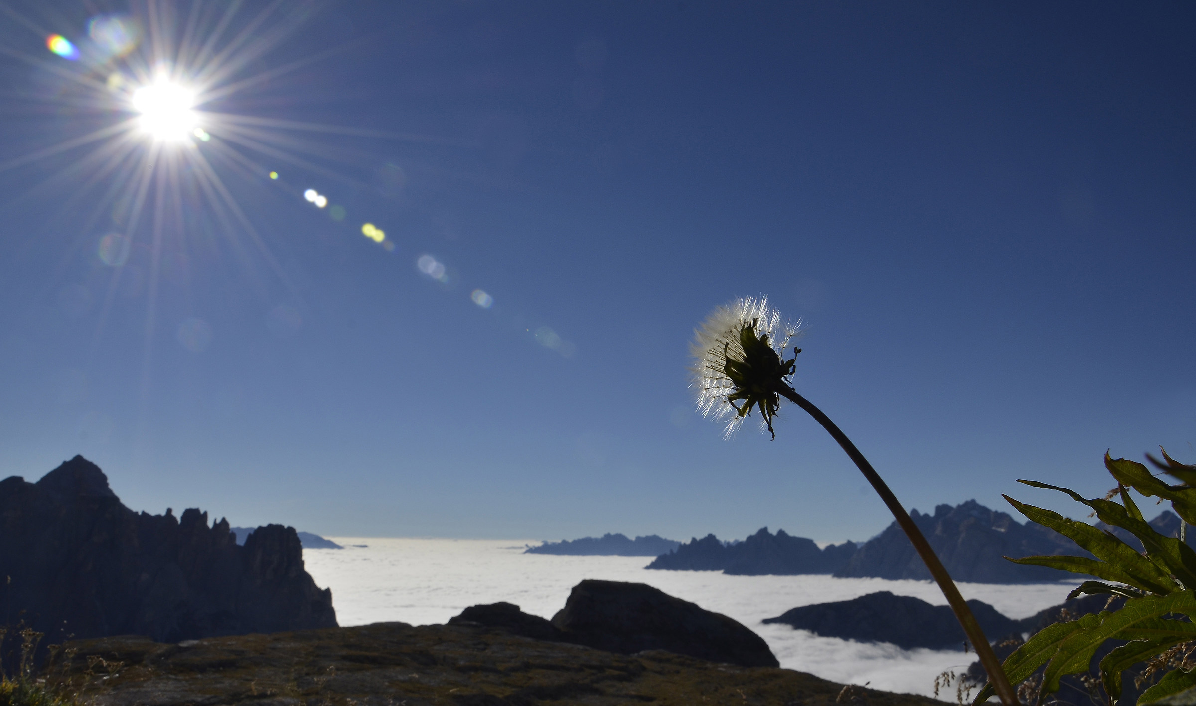 Flower in the clouds