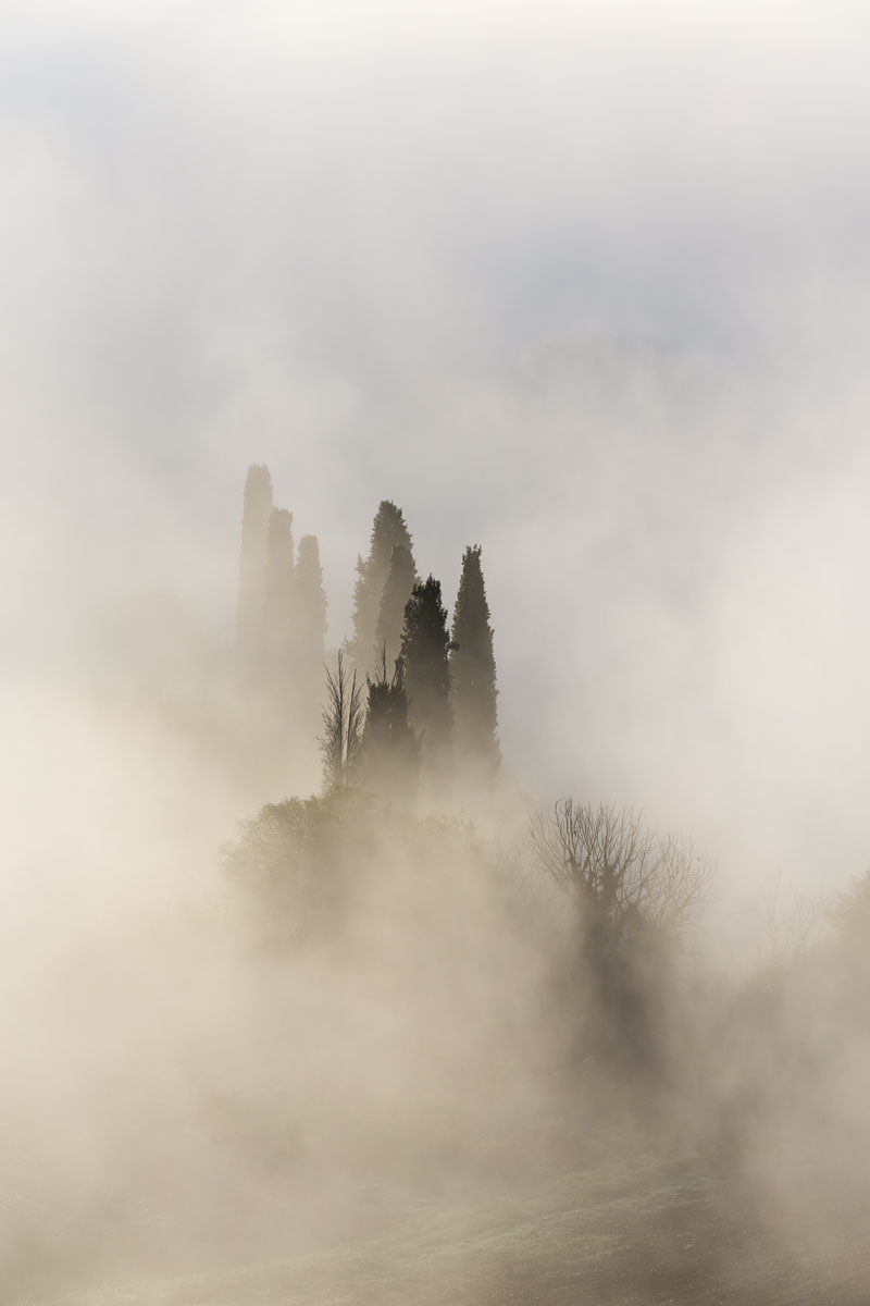 Trees in the Mist