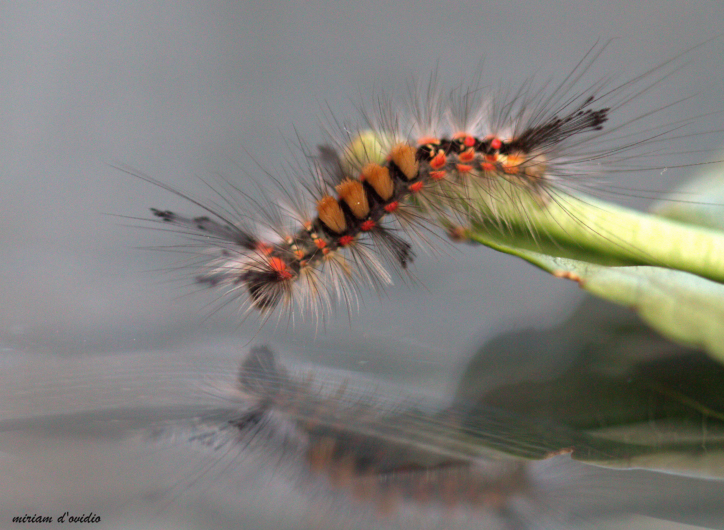 Orgyia antiqua larva